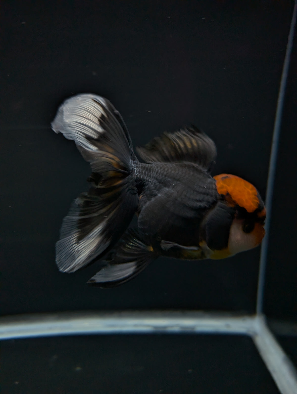 Thai Oranda Tricolor 4"-4.5"in.  ID#1023T1A-021