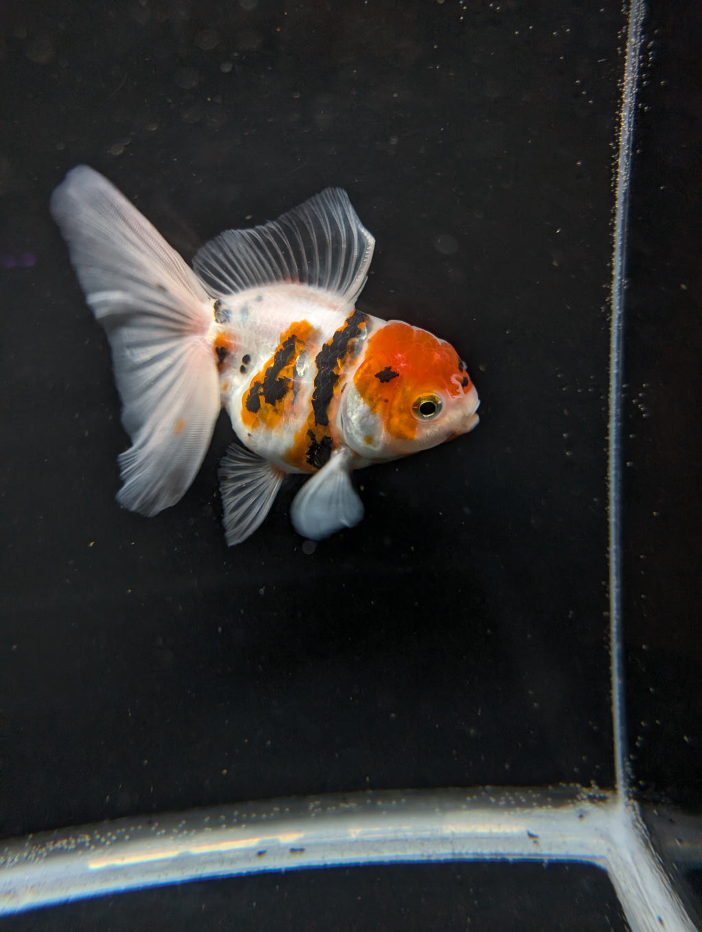 Thai Oranda White Tiger Calico 4"-4.5"in.  ID#1016T1A-002