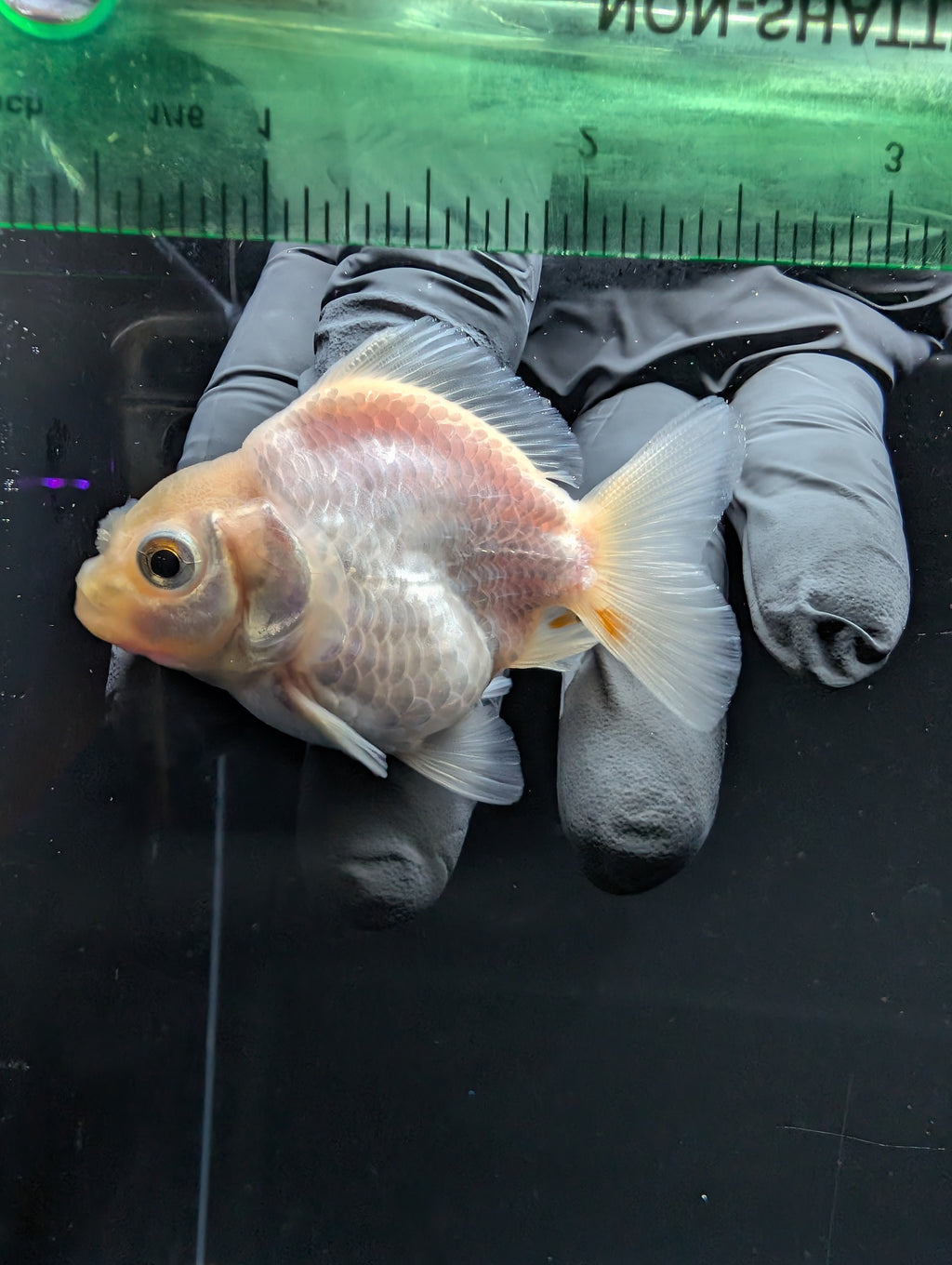 Baby Thai Shogun Oranda White 2"-2.5" in. ID#1016BSG11A-008