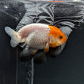 Baby Ranchu Red White 2.5"-3" in. ID#515R4A-010