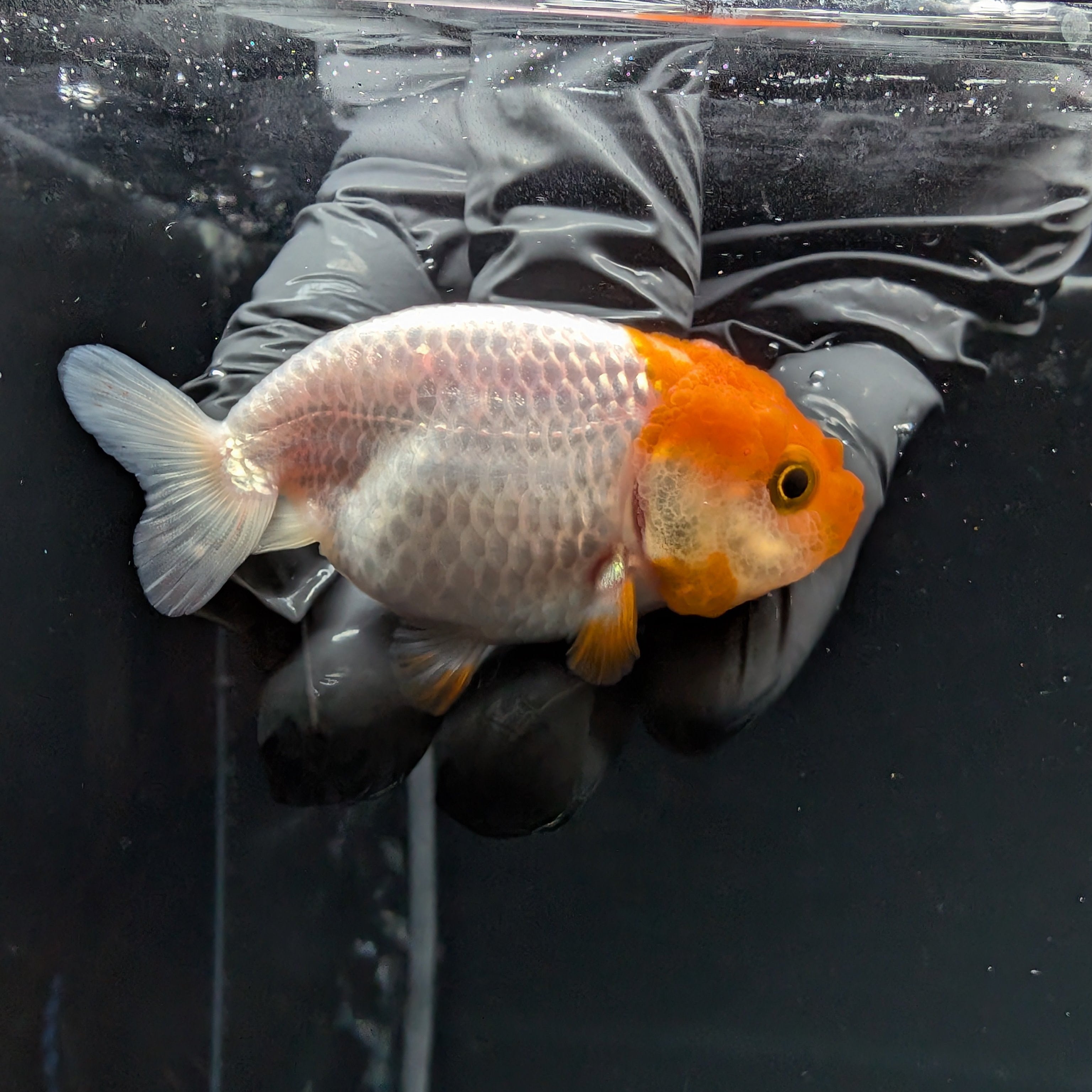 Baby Ranchu Red White 2.5"-3" in. ID#515R4A-010