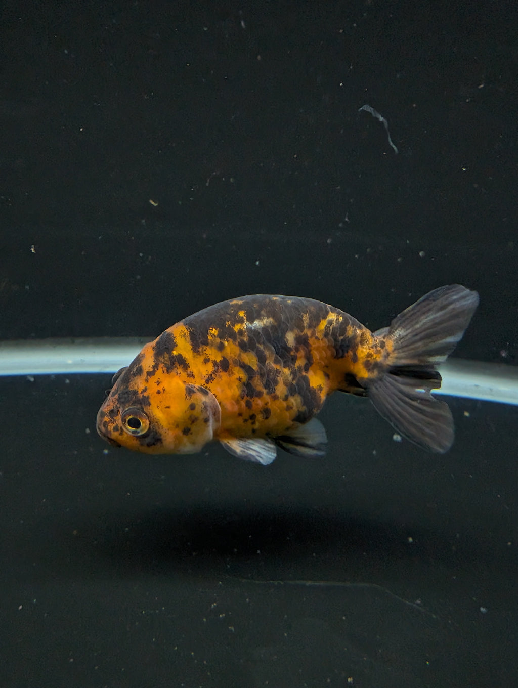 Ranchu Calico 3"-3.5" in. ID#501R13A-028