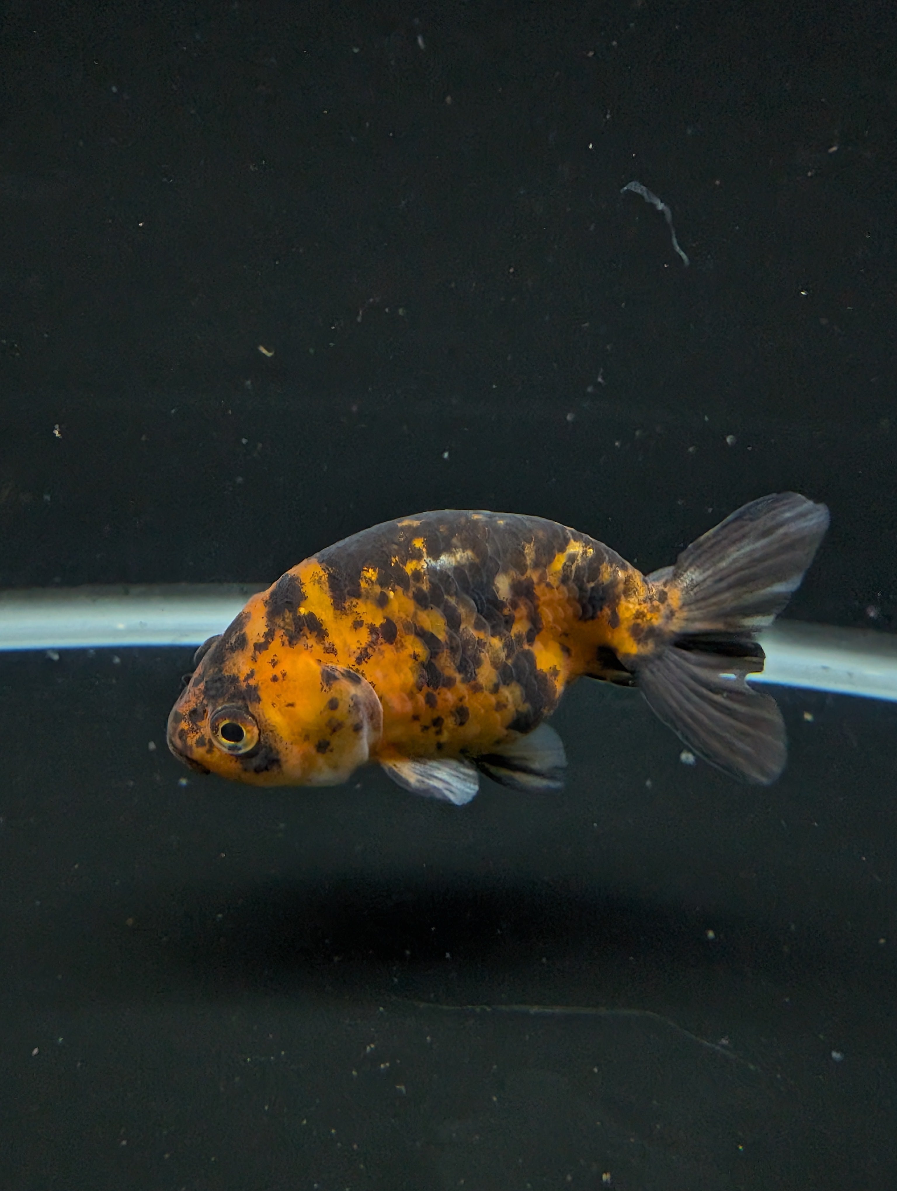 Ranchu Calico 3"-3.5" in. ID#501R13A-028