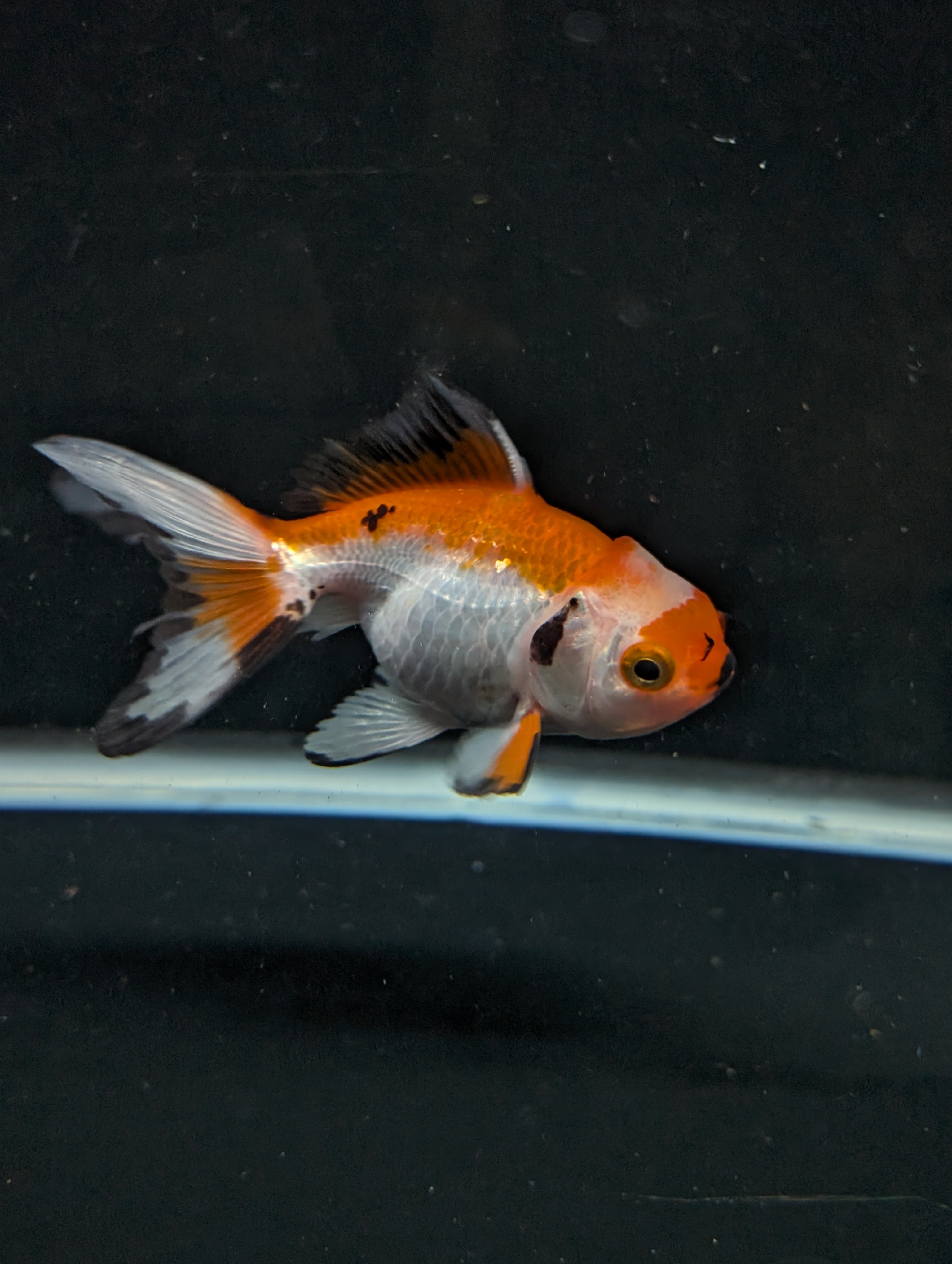 Juvenile Oranda  Tricolor 3"-3.5"in.  ID#619T1A-004