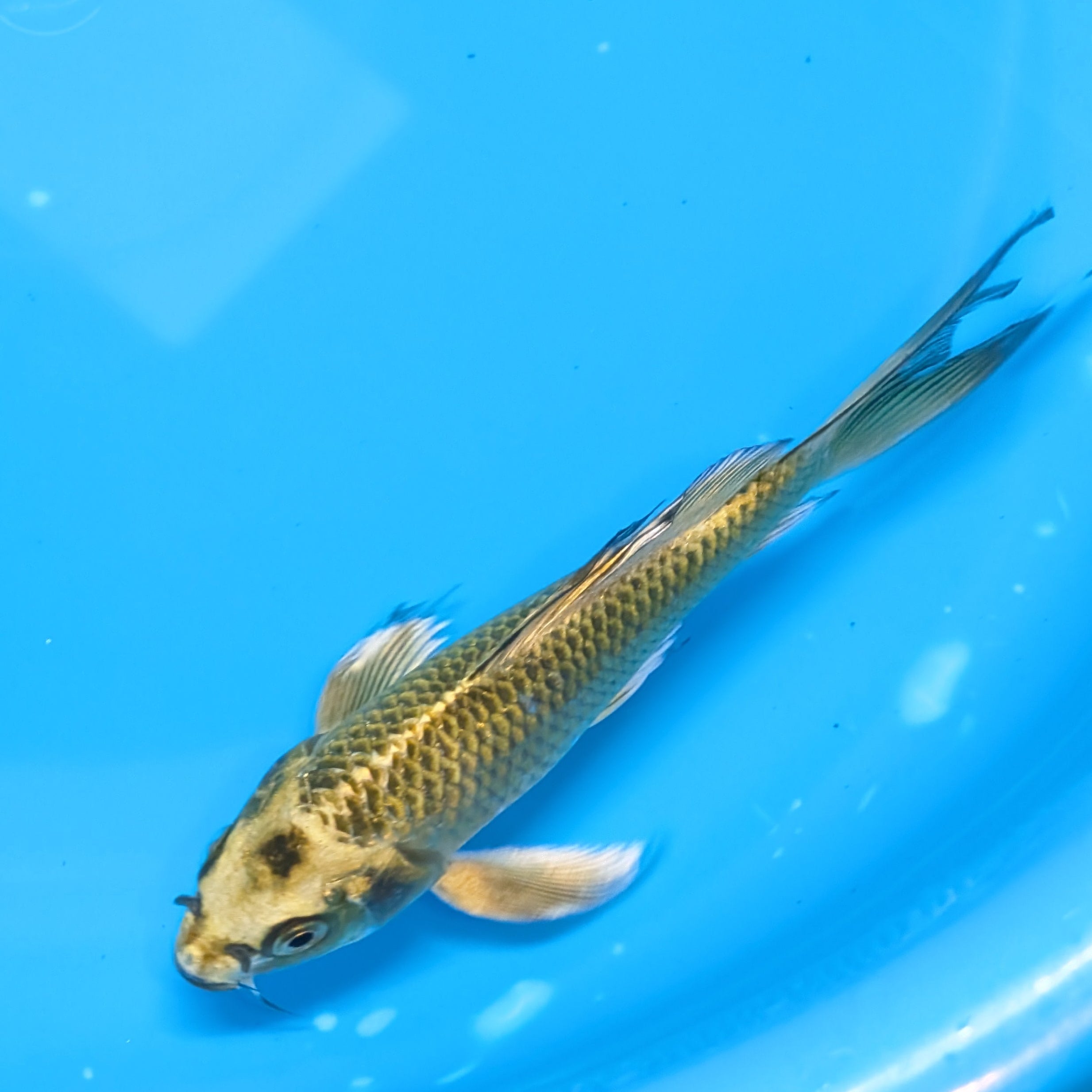 Matsuba Butterfly Koi 6"-7"in. ID#727BFK-009