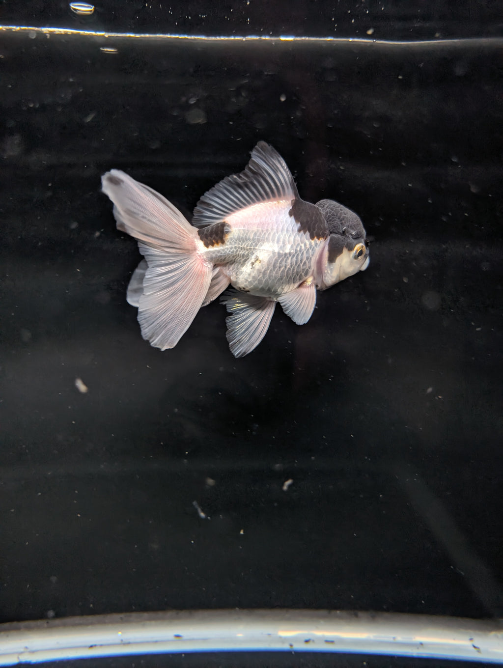 YOSHI *Boss 501 Juvenile Oranda Tricolor 3.5"-4" in.  ID#501T2A-008