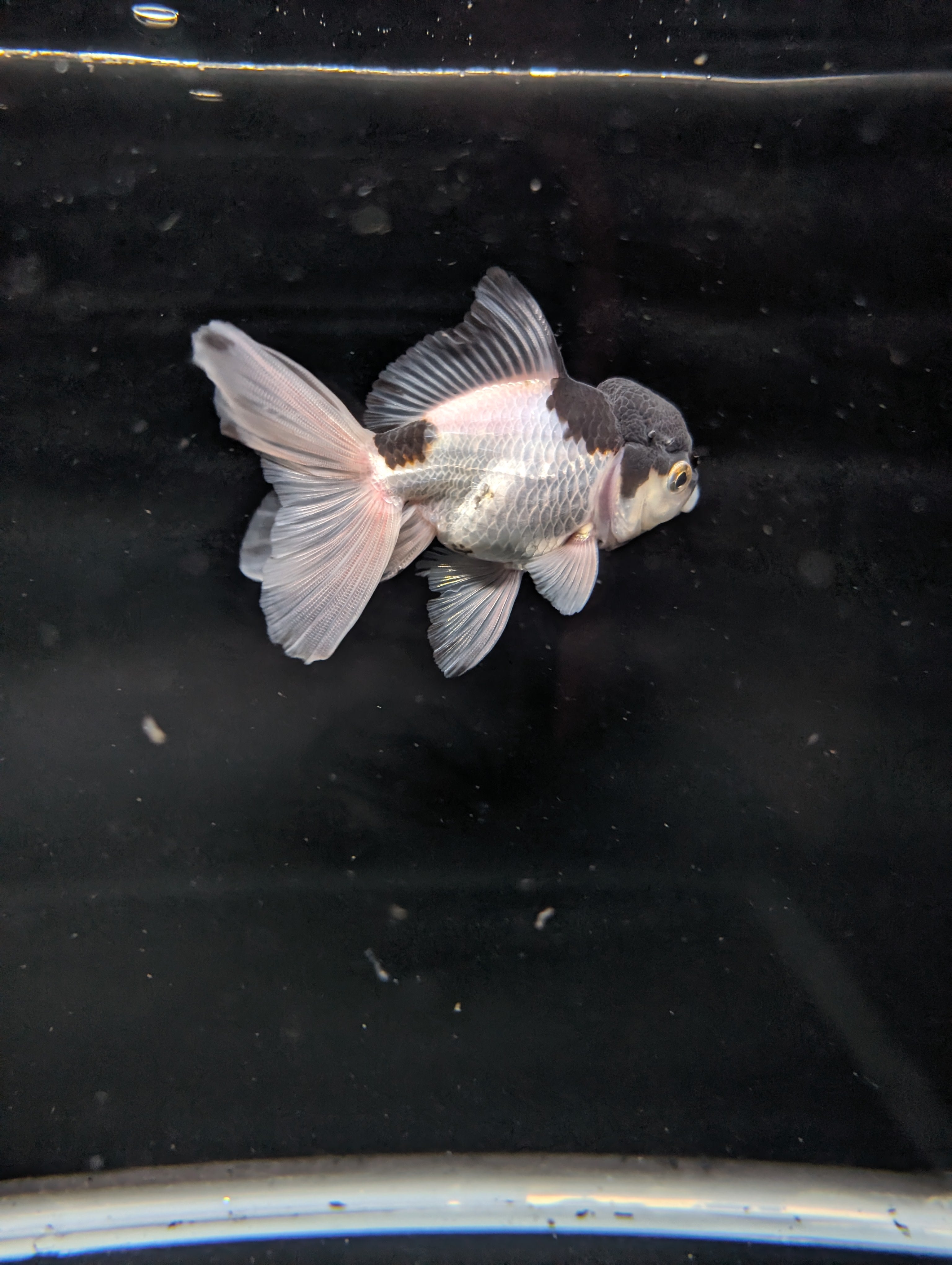 YOSHI *Boss 501 Juvenile Oranda Tricolor 3.5"-4" in.  ID#501T2A-008