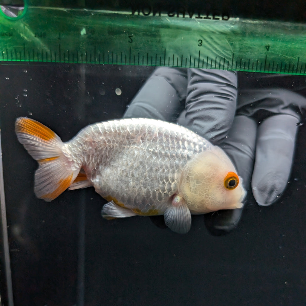 Ranchu Red White 3.5"-4"in. ID#821R4A-052