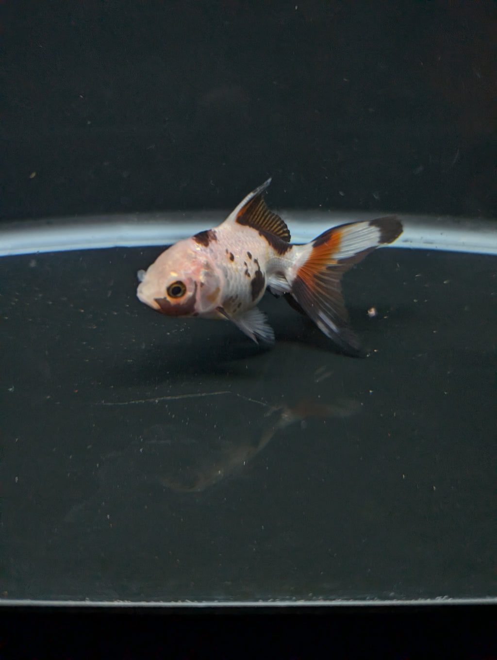 Juvenile Oranda  Tricolor 3"-3.5"in.  ID#619T1A-019