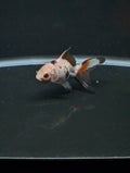 Juvenile Oranda  Tricolor 3"-3.5"in.  ID#619T1A-019
