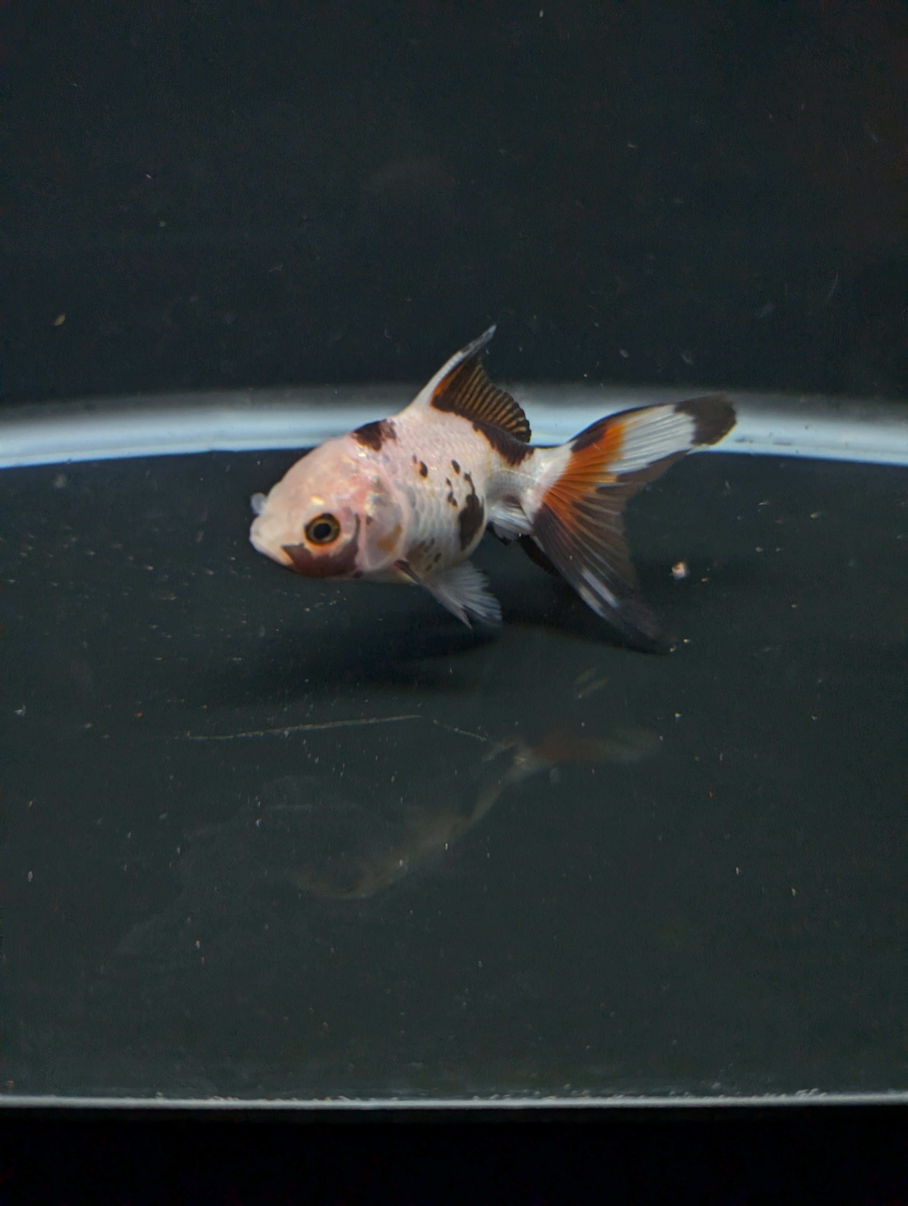 Juvenile Oranda  Tricolor 3"-3.5"in.  ID#619T1A-019