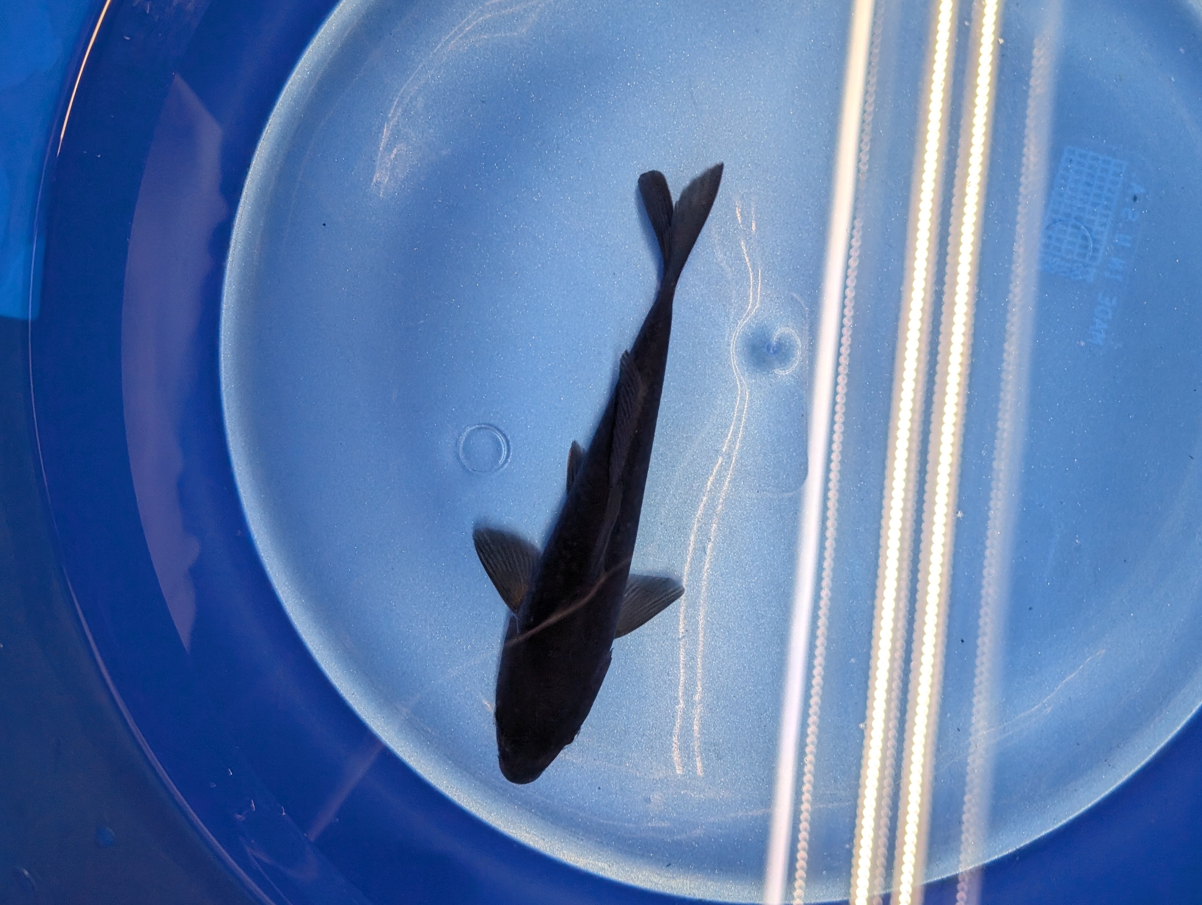 Karasu Koi  5"-6"in. ID#806BFK-021