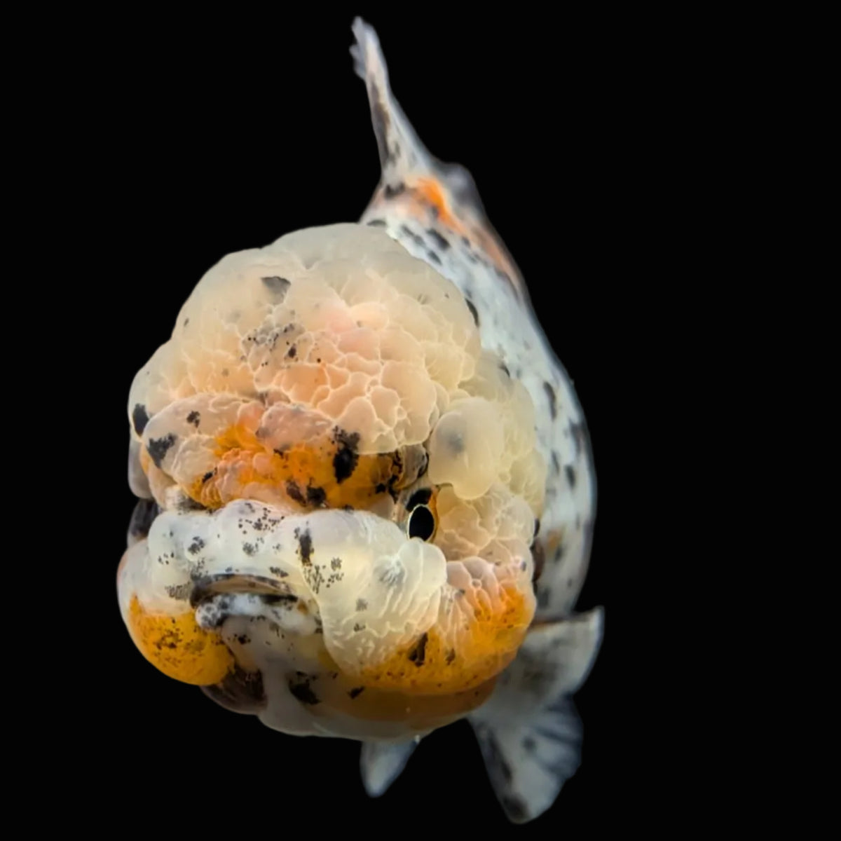 Jumbo Oranda Yuan Bao Granite Calico   4.5"-5"in. ID#904YB13A-003