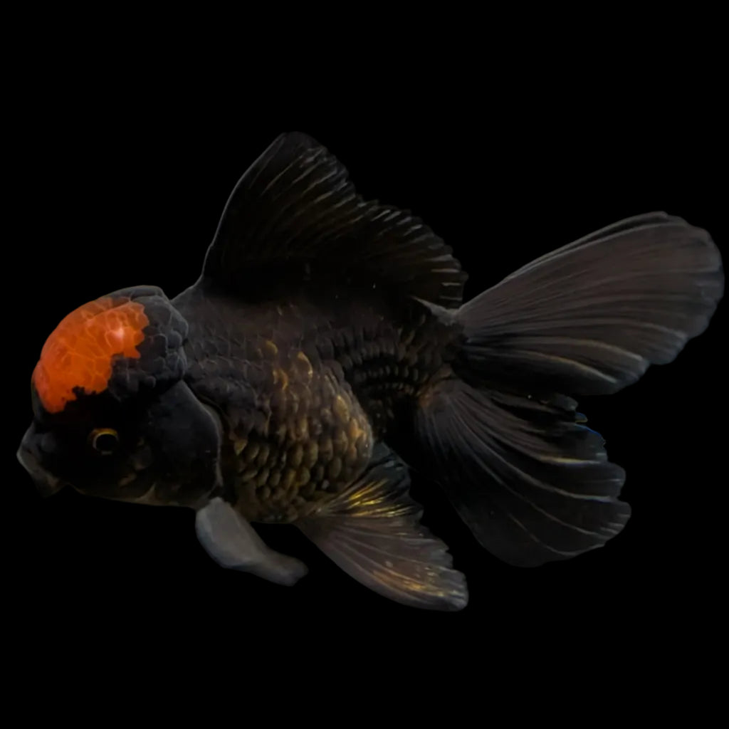 Oranda Red Black 4"-4.5" in. ID#3135A-03