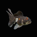 Juvenile Oranda Panda 3.5"-4" in.  ID#508T2A-028