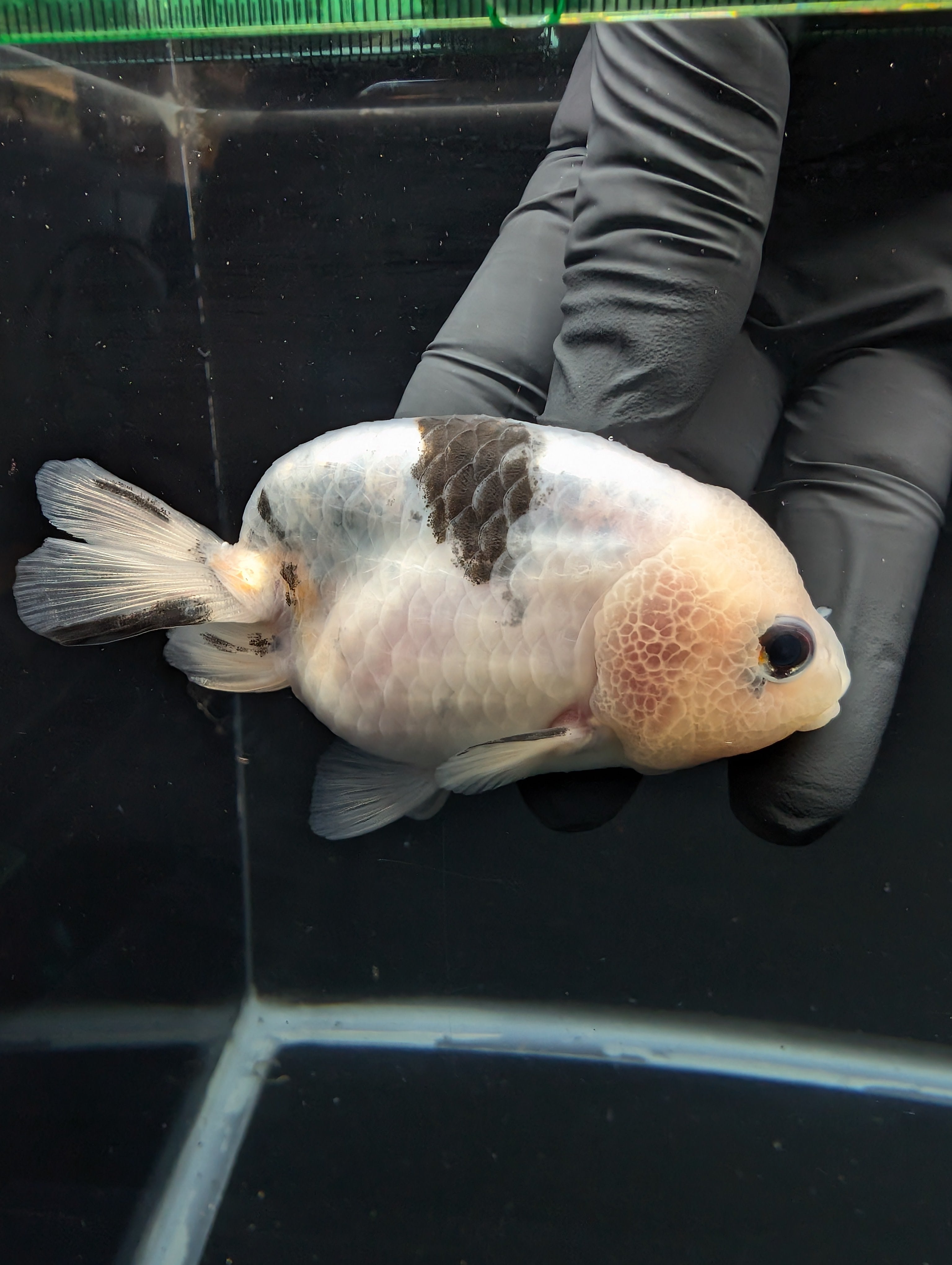 Jumbo Ranchu Calico 3.5"- 4" in. ID#717R8A-003