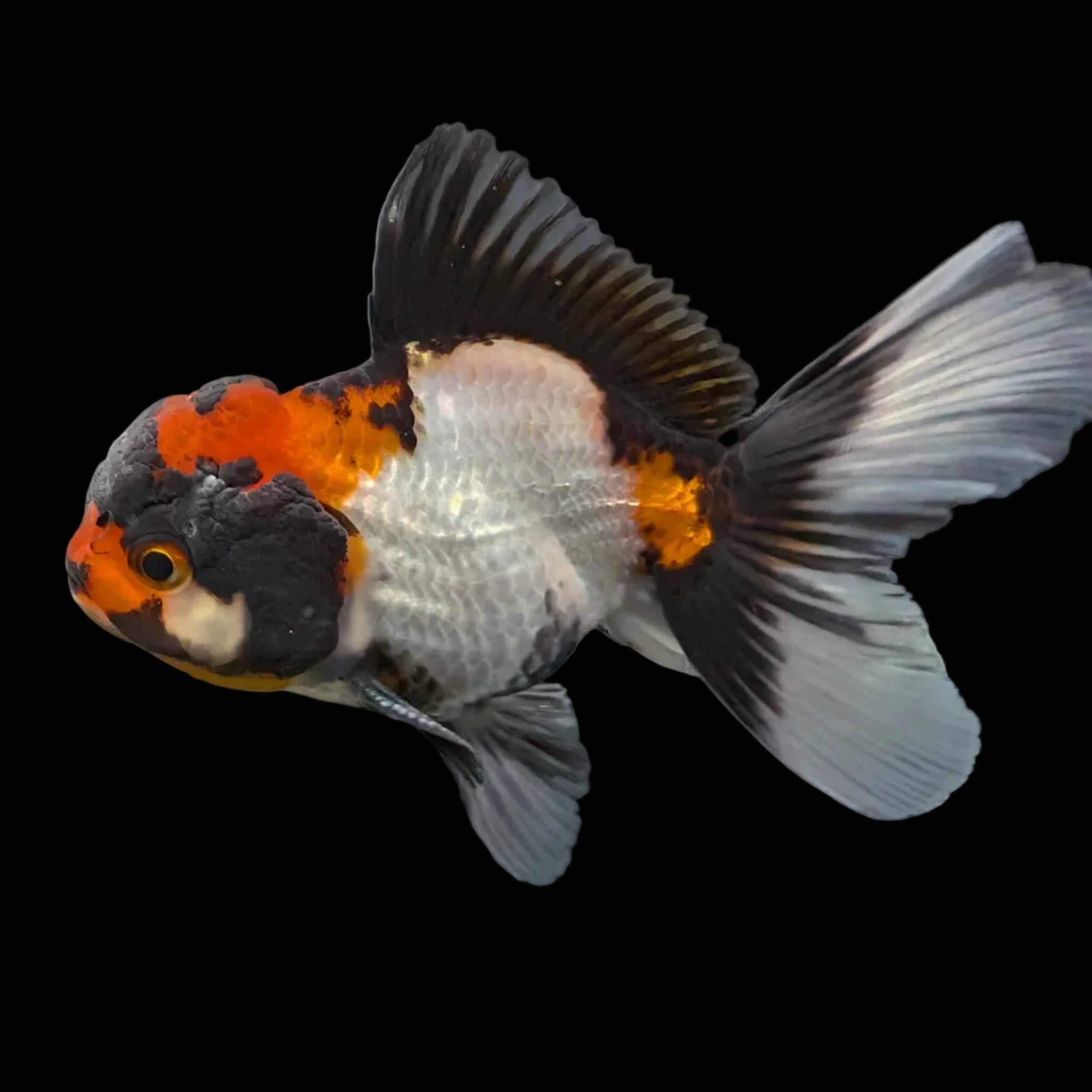 Juvenile Oranda Tricolor 3.5"-4" in.  ID#403T8A-001