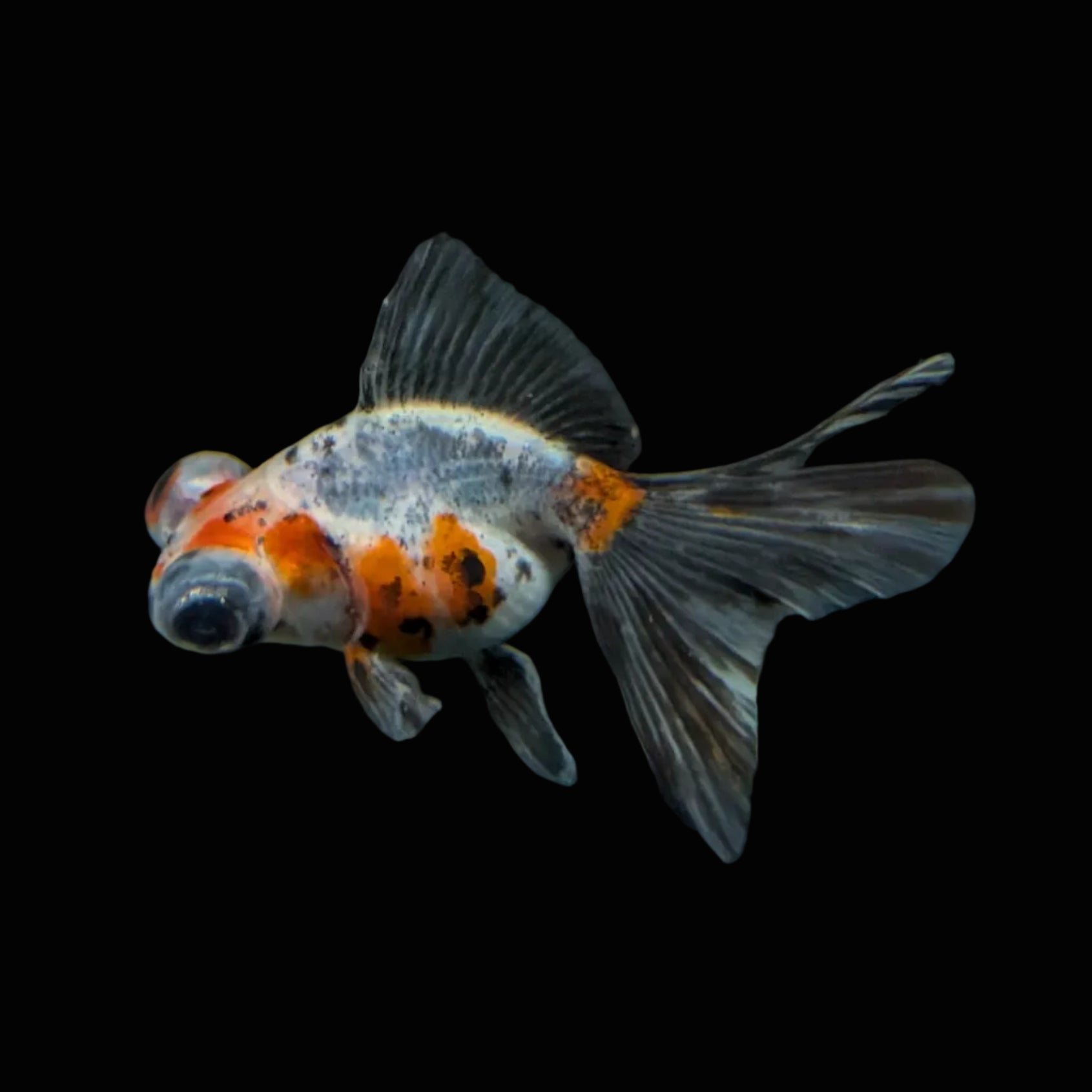 Telescope Butterfly Calico 3.5"-4" in. ID#508B4A-007