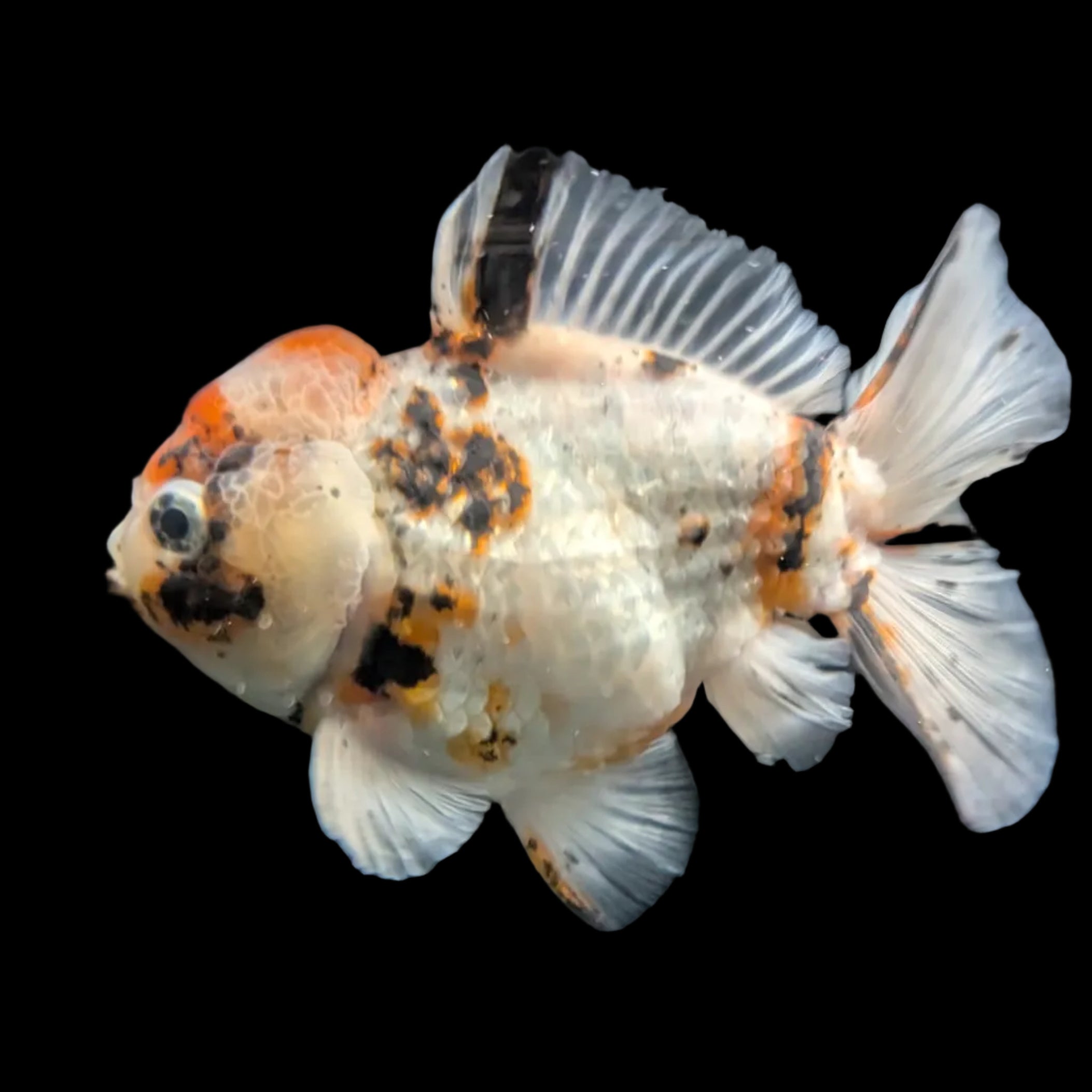 Jumbo Oranda Shogun Style Short Body Calico  5"-5.5" in. ID#130R2B-015