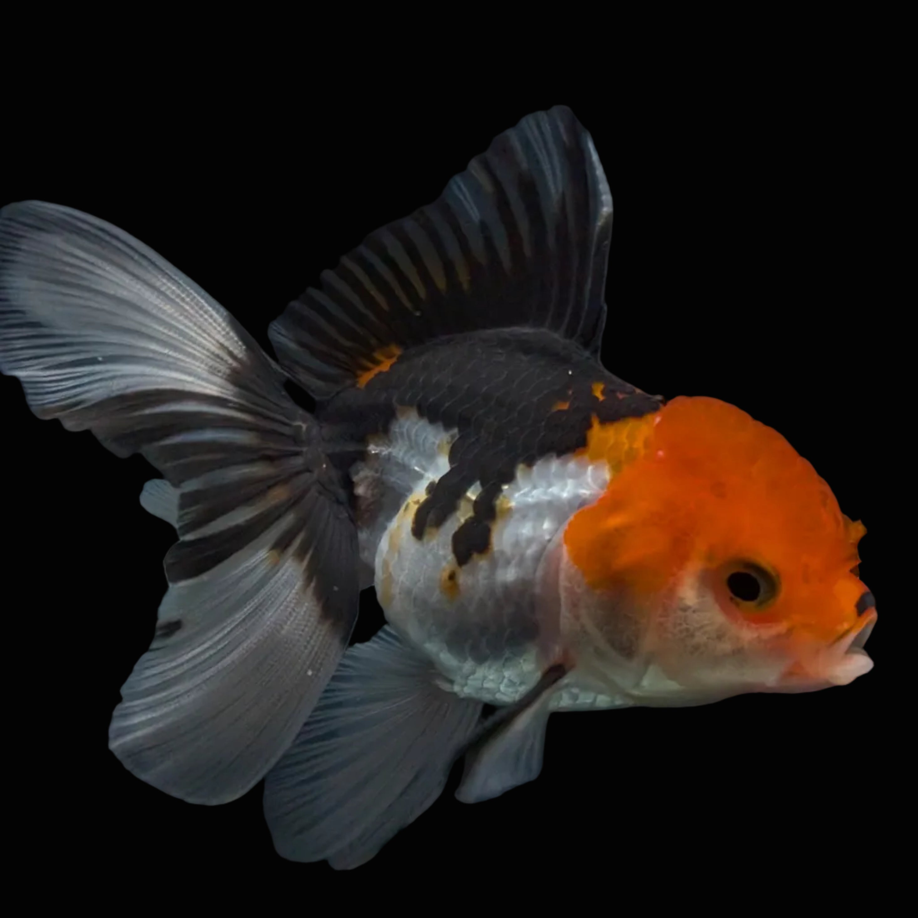 Thai Juvenile Oranda Tricolor 3.5"-4"in.  ID#731T1A-055