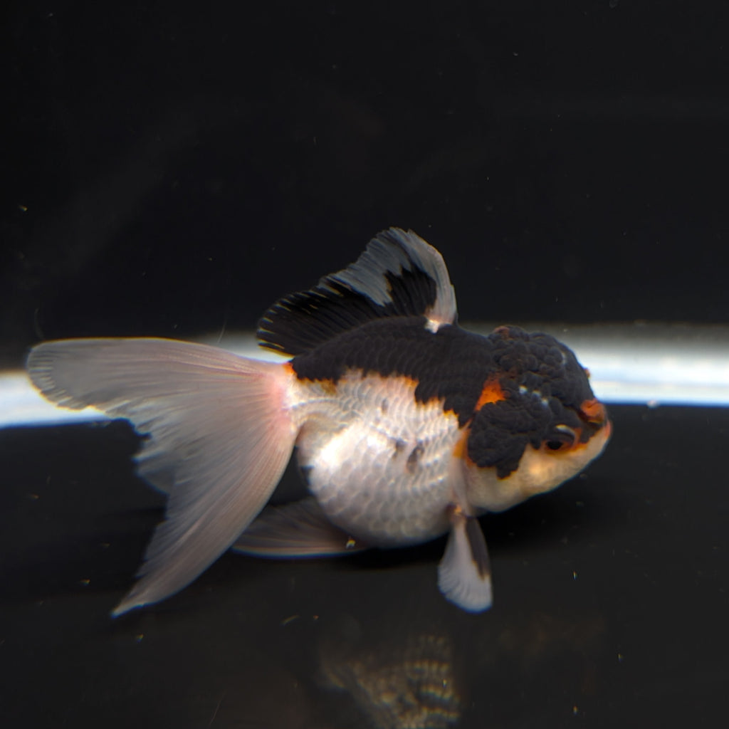 Thai Juvenile Oranda Tricolor 3"-3.5" in.  ID#717T1A-003