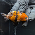 Ranchu Calico 3"-3.5" in. ID#515R4A-017