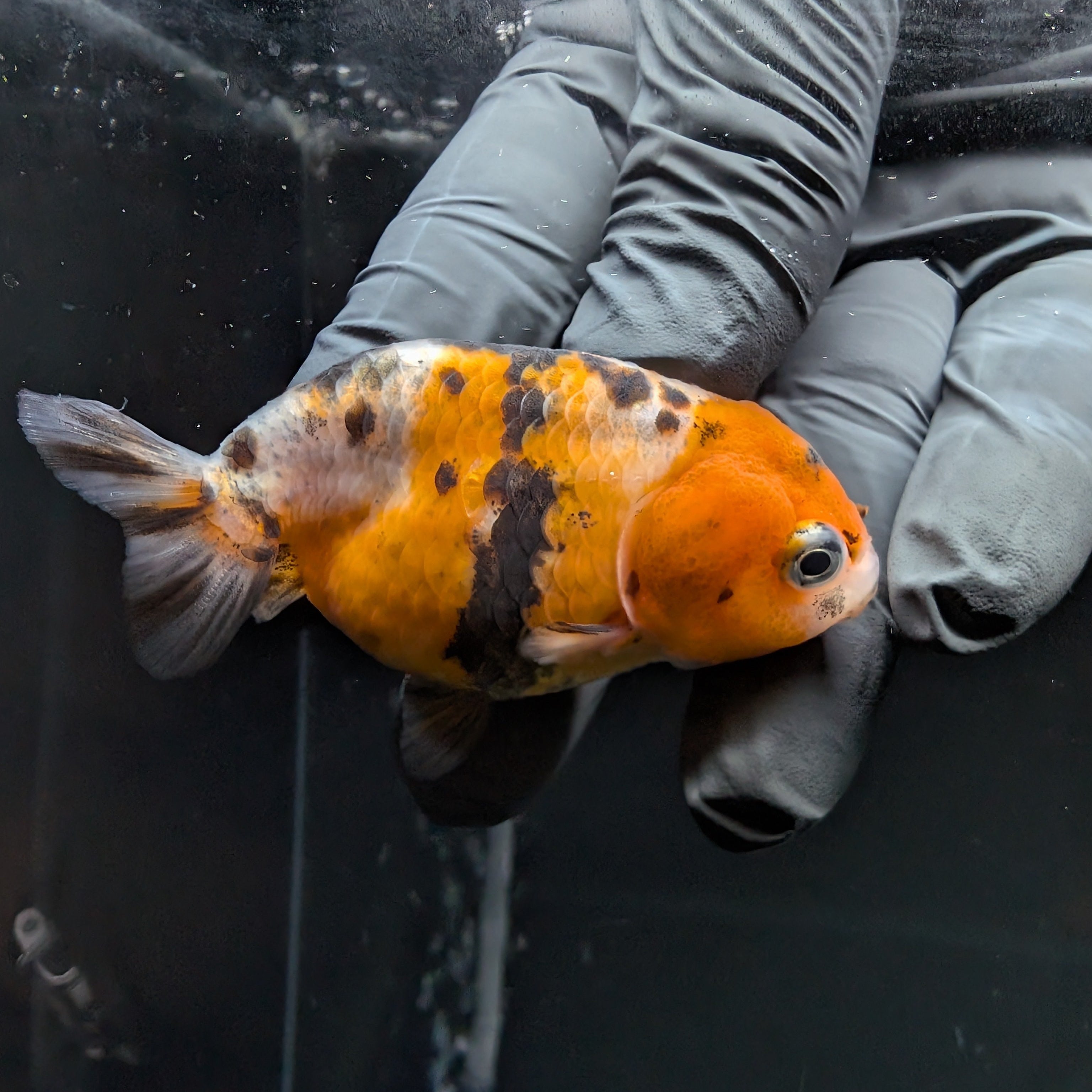 Ranchu Calico 3"-3.5" in. ID#515R4A-017