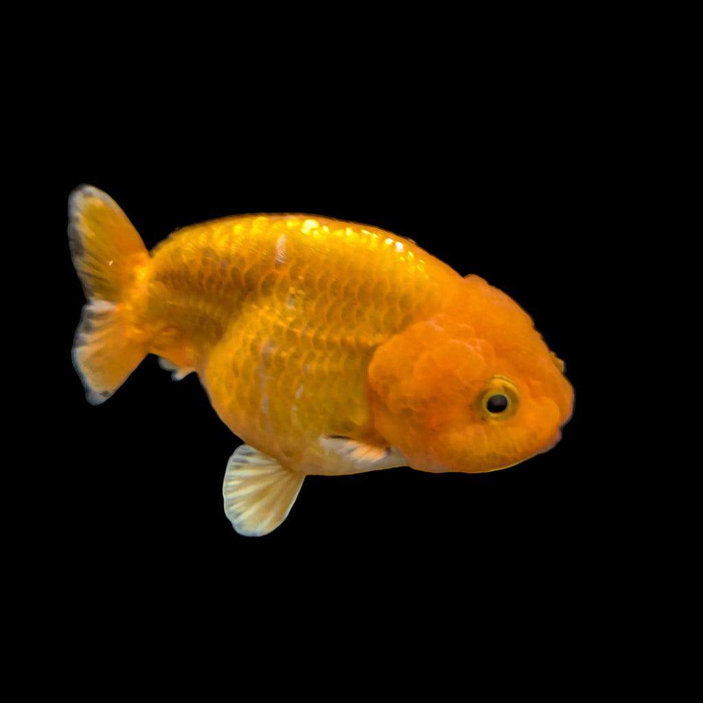 Ranchu Red White 3"-3.5" in. ID#3201A-004