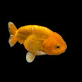 Ranchu Red White 3"-3.5" in. ID#3201A-004