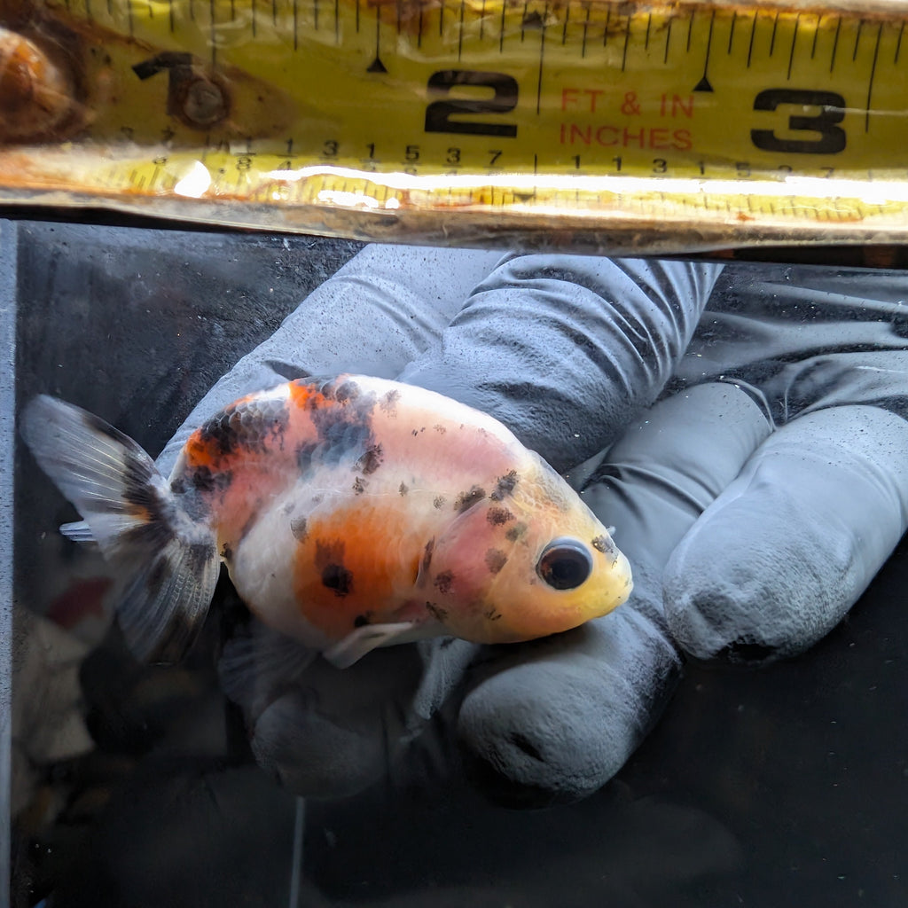 Baby Ranchu  Calico 2"-2.5" in. ID#508R3A-022
