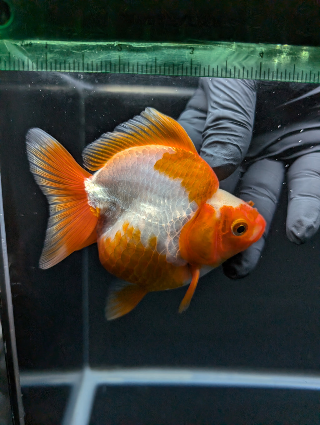 Jumbo Ryukin Short Tail Red White 4.5" in. ID#828STR5B-003