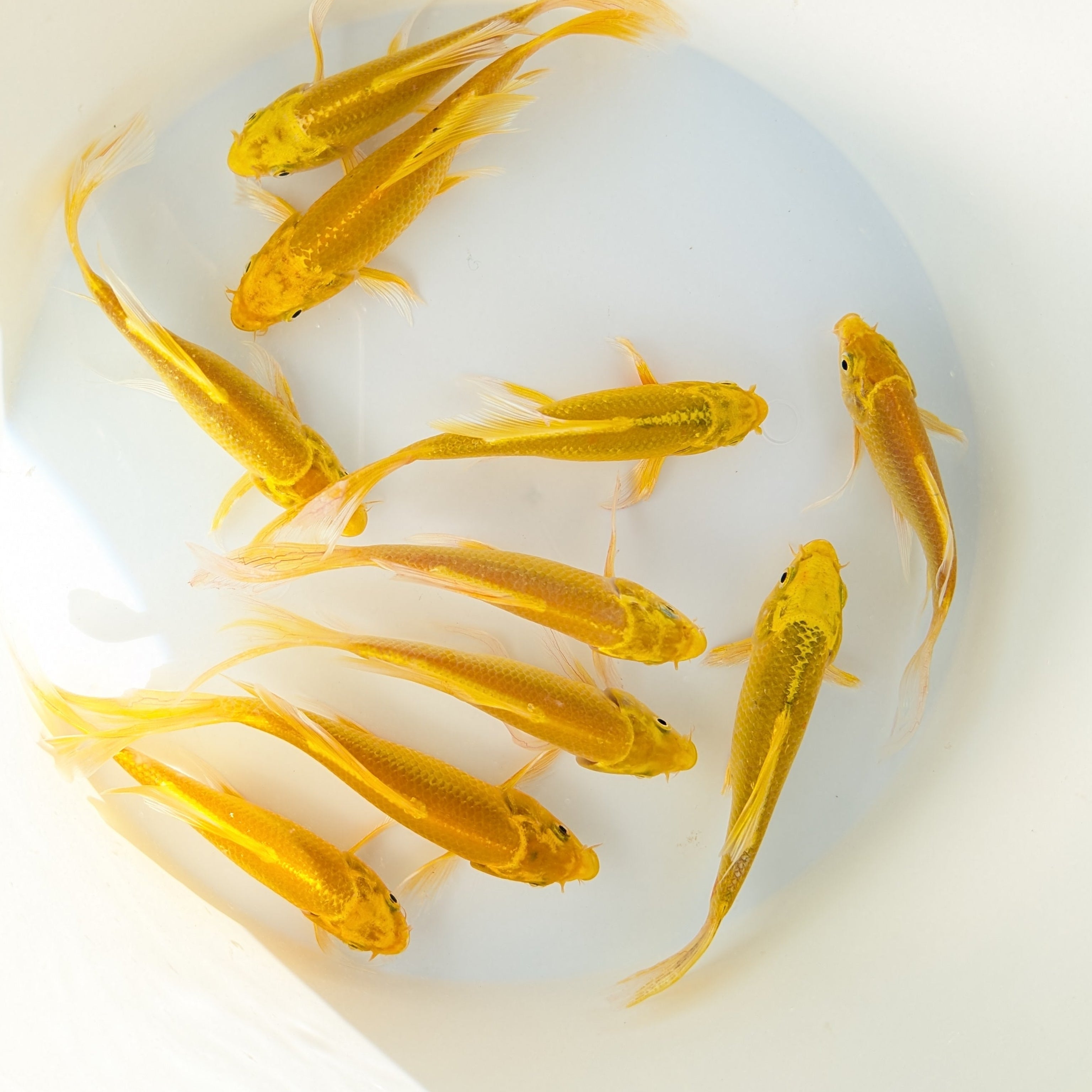 2Pack - Butterfly Yamabuki Ogon Koi 5"-6" in.  *Assorted