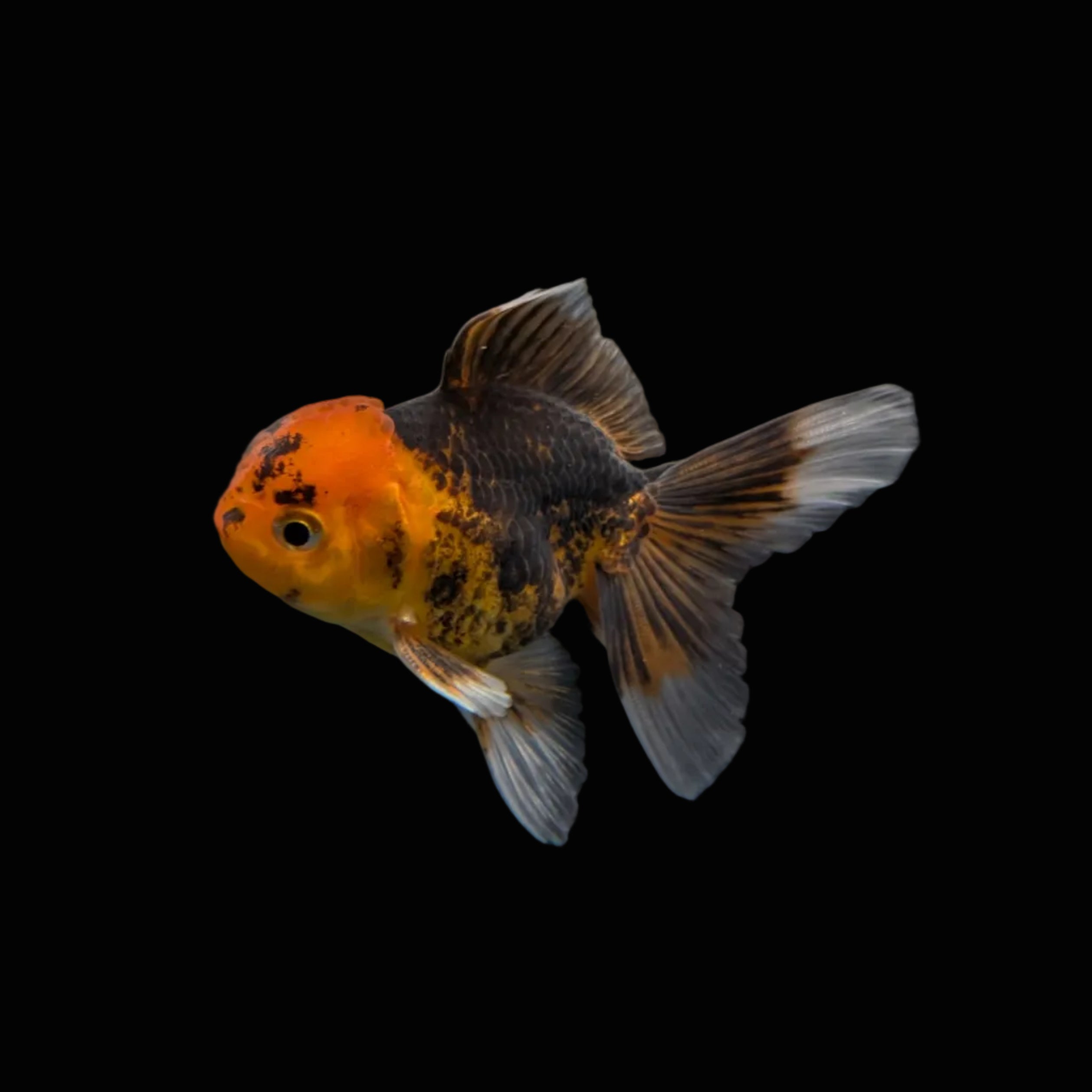 Juvenile Oranda Tricolor 3.5"-4" in.  ID#320T13b-018