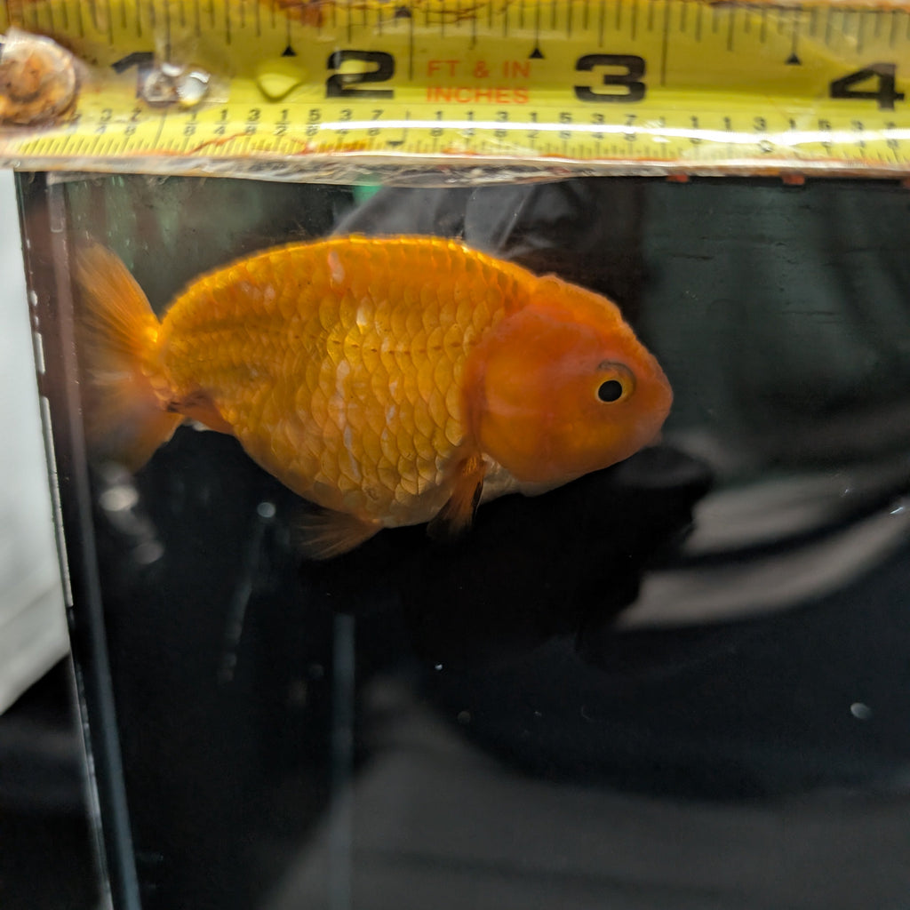Ranchu Red White 3"-3.5" in. ID#3201A-004