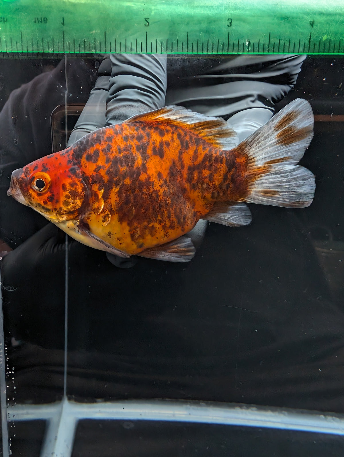 Tamasaba Calico 4" in. ID#1023TM1B-021