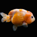 Jumbo Ranchu Sakura 3.5"- 4" in. ID#710R8A-026