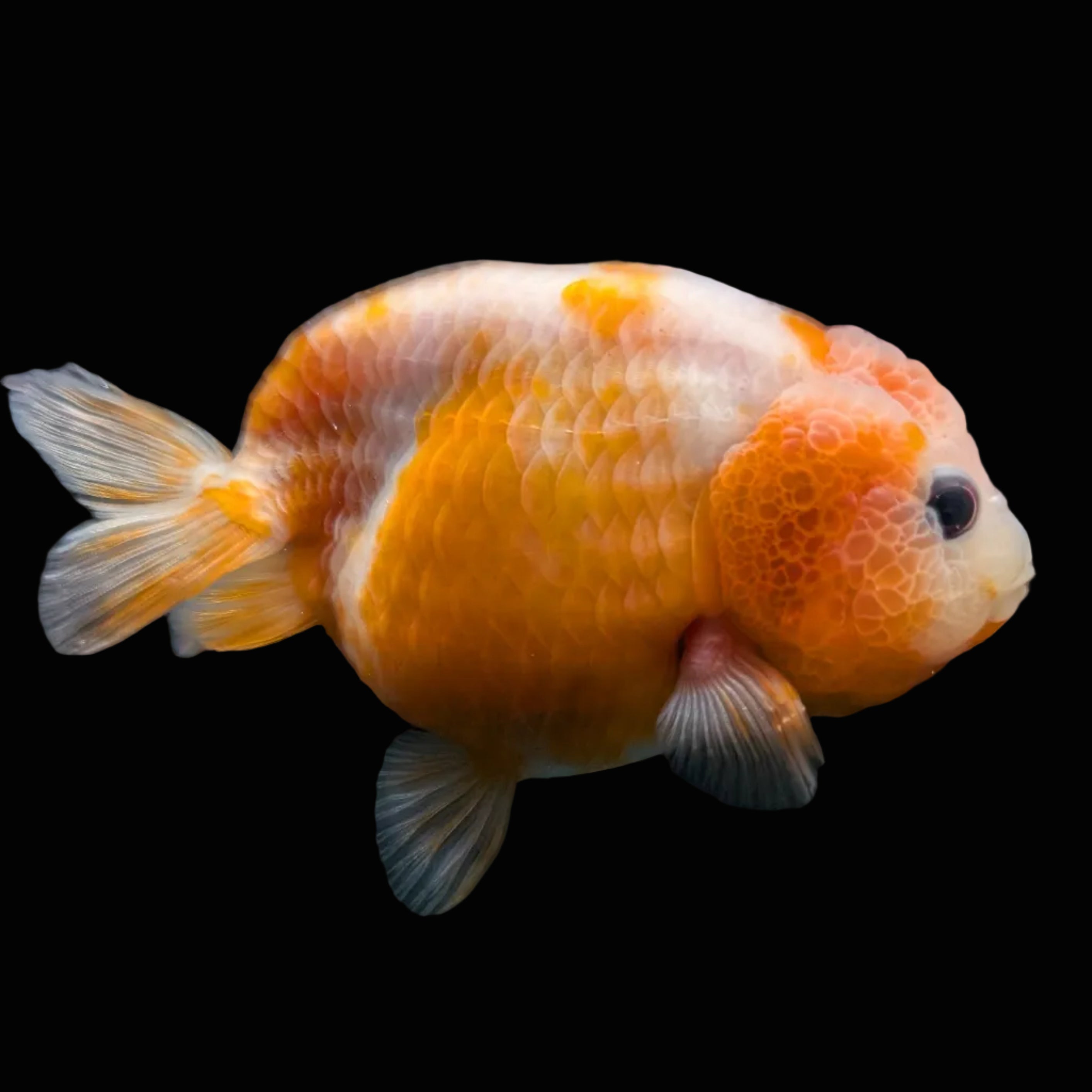 Jumbo Ranchu Sakura 3.5"- 4" in. ID#710R8A-026