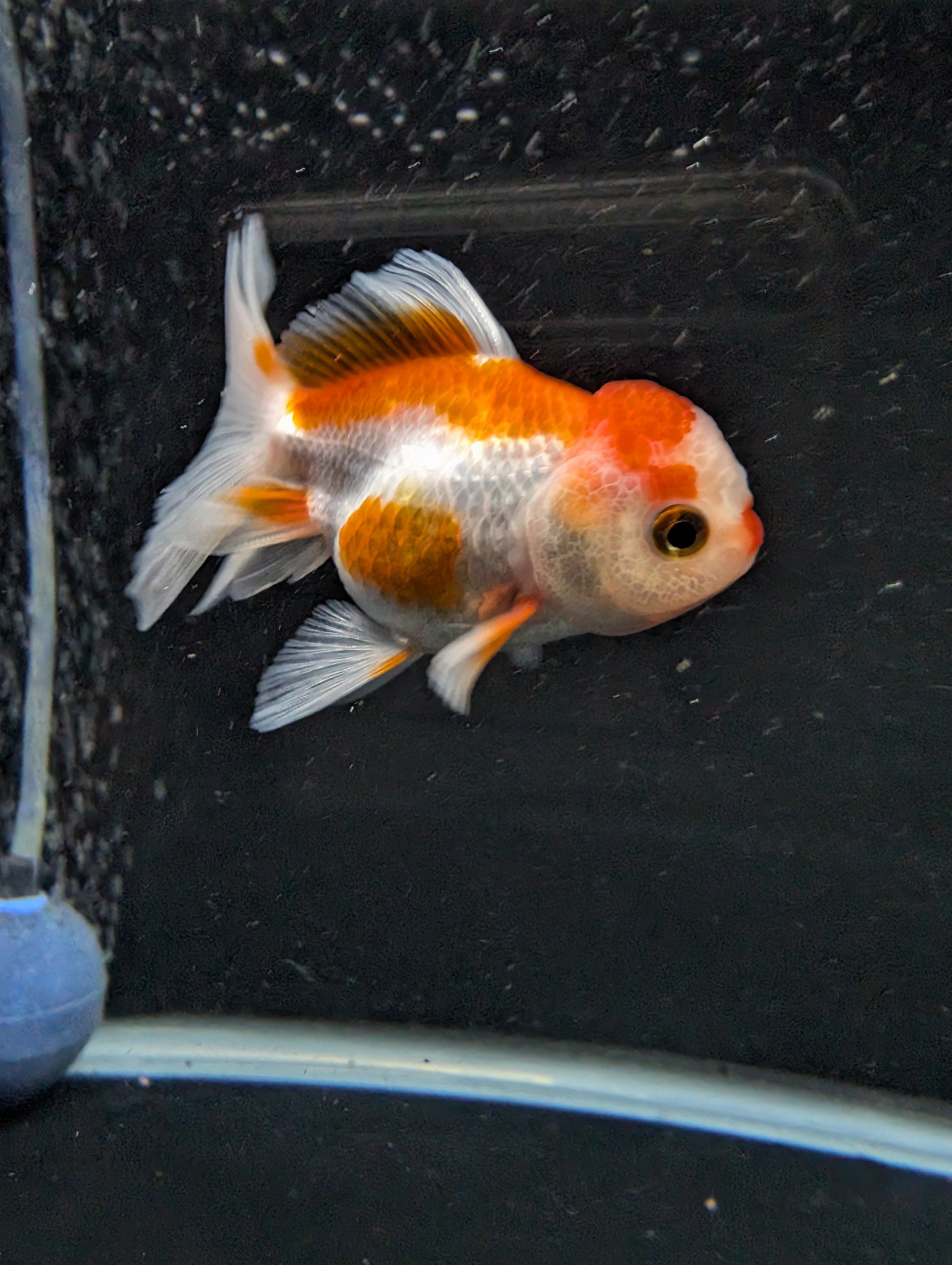 Juvenile Oranda  Red White 3"-3.5"in.  ID#619T1A-010