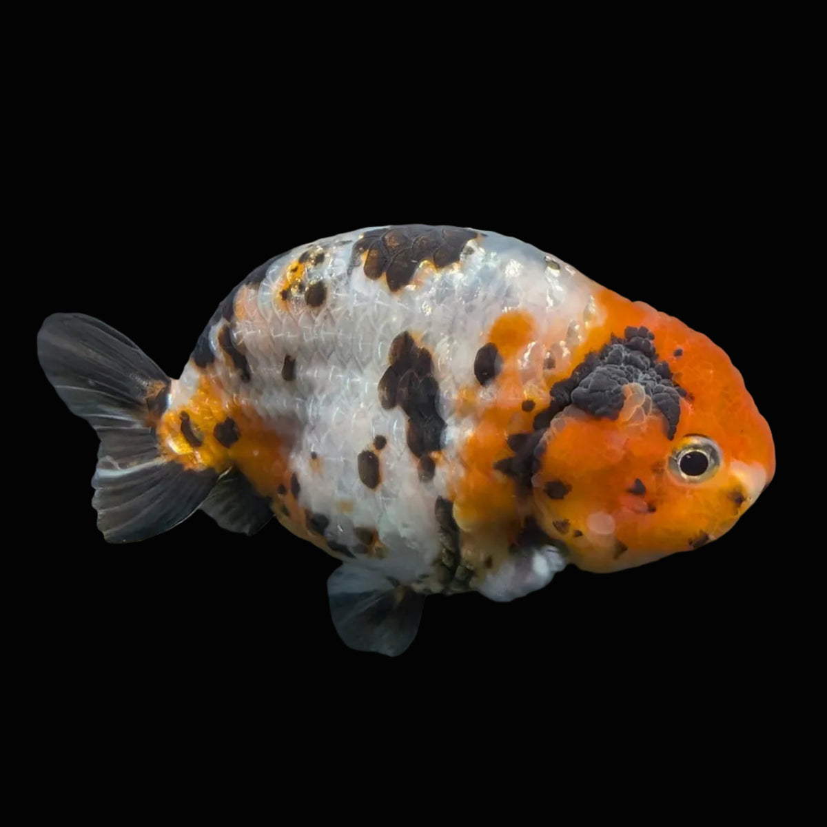 Jumbo Ranchu Milk Cow Calico 4"-4.5" in. ID#904R8A-005