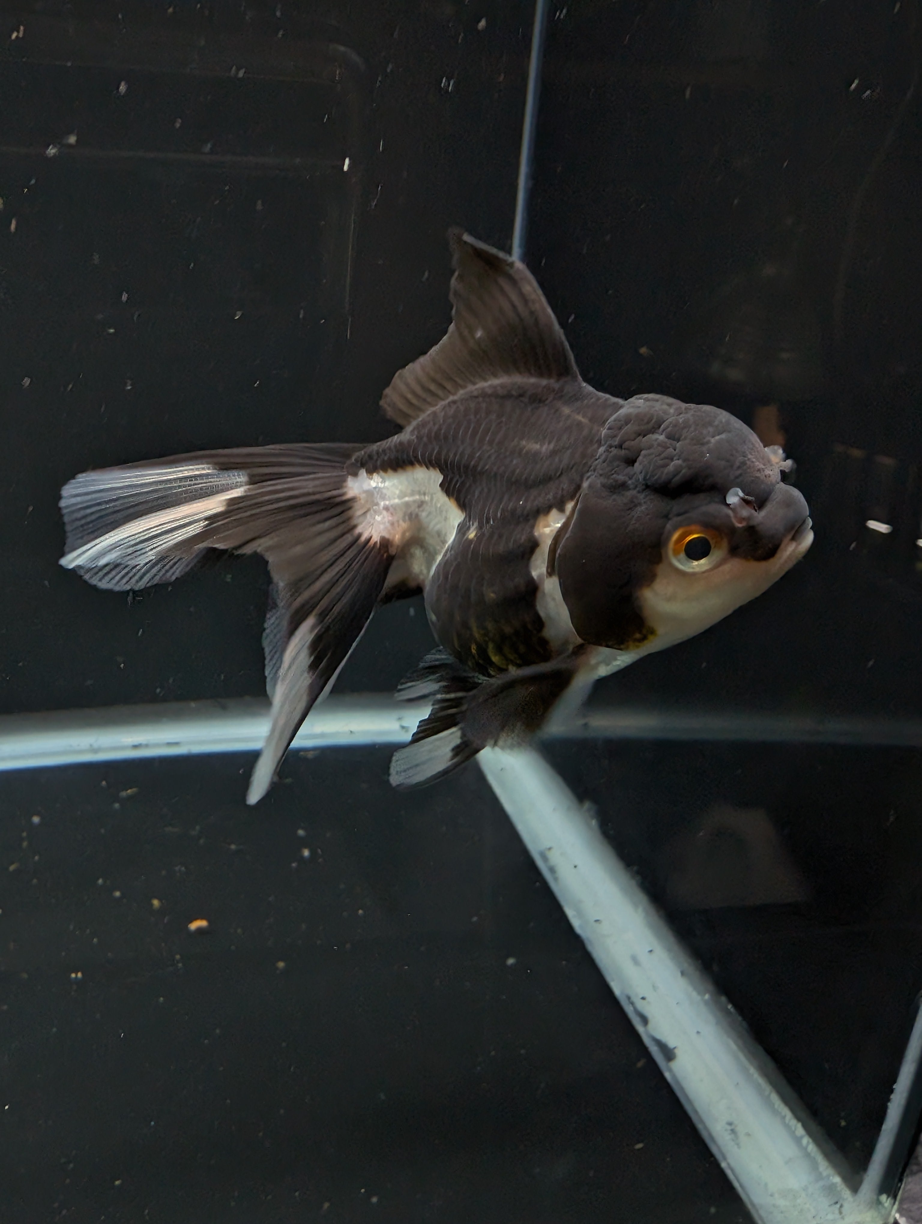 Thai Juvenile Oranda Panda 3"-3.5" in.  ID#626T1A-003