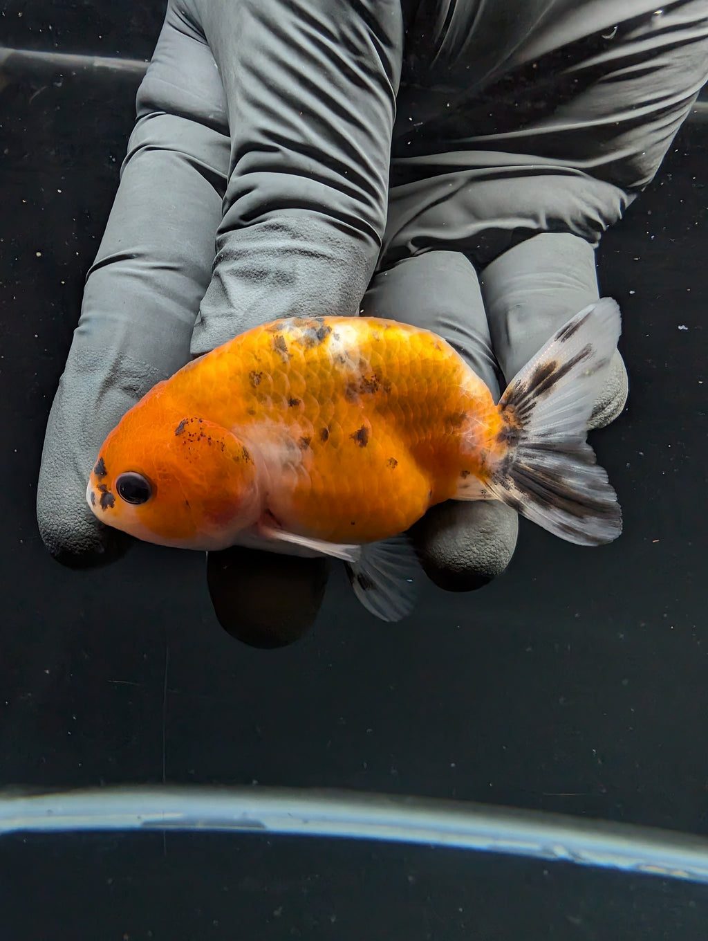 Ranchu Calico 2.5"-3" in. ID#717R4A-005