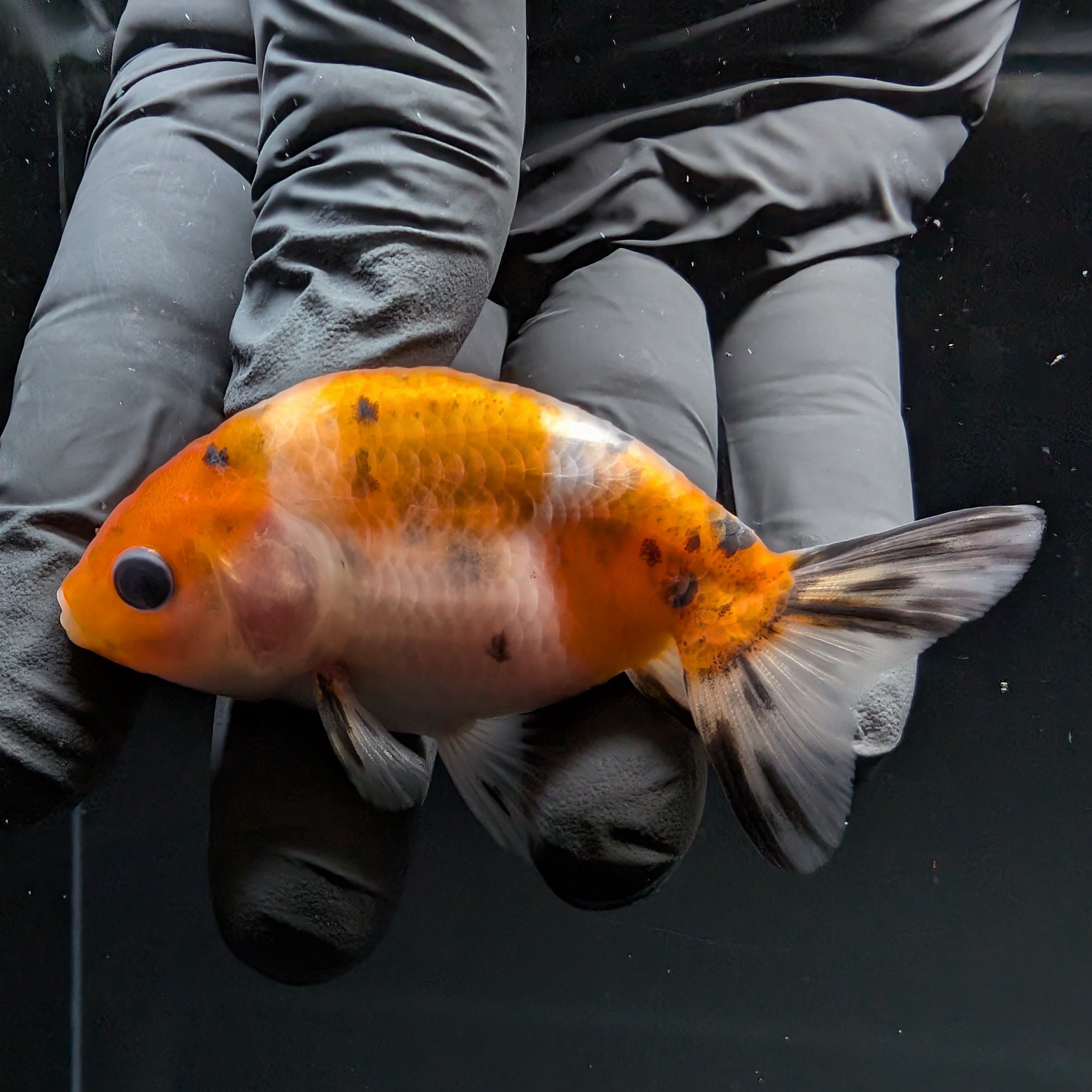Ranchu Calico 2.5"-3" in. ID#724R4A-021