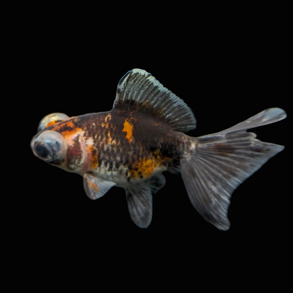 Telescope Butterfly Kirin Calico 3.5"-4" in. ID#515B4A-023 Please See Notes.