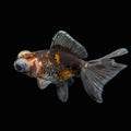 Telescope Butterfly Kirin Calico 3.5"-4" in. ID#515B4A-023 Please See Notes.