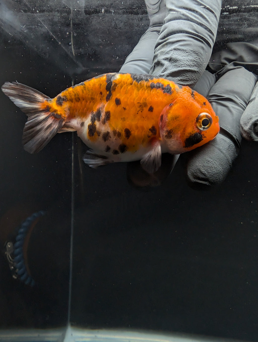 Ranchu Calico 3"-3.5" in. ID#605R4A-076