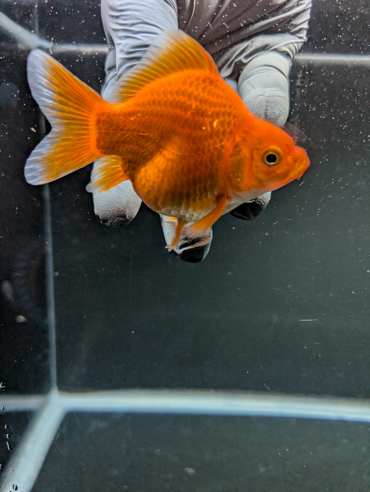 Tamasaba Red White 3"-3.5" in. ID#1009TM1B-009