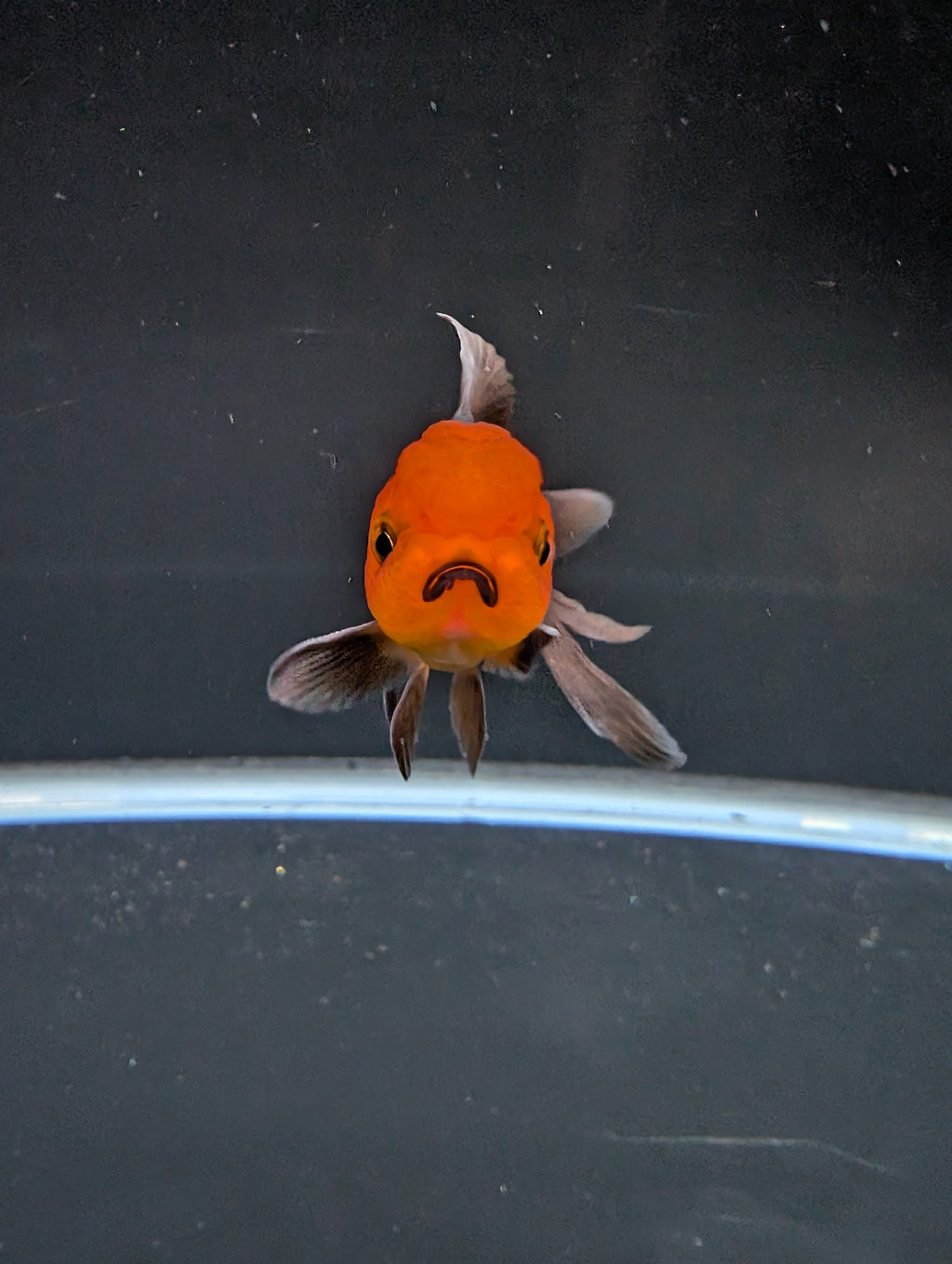 Juvenile Oranda Red Black 3"-3.5"in.  ID#522T1A-003 Please See Notes.