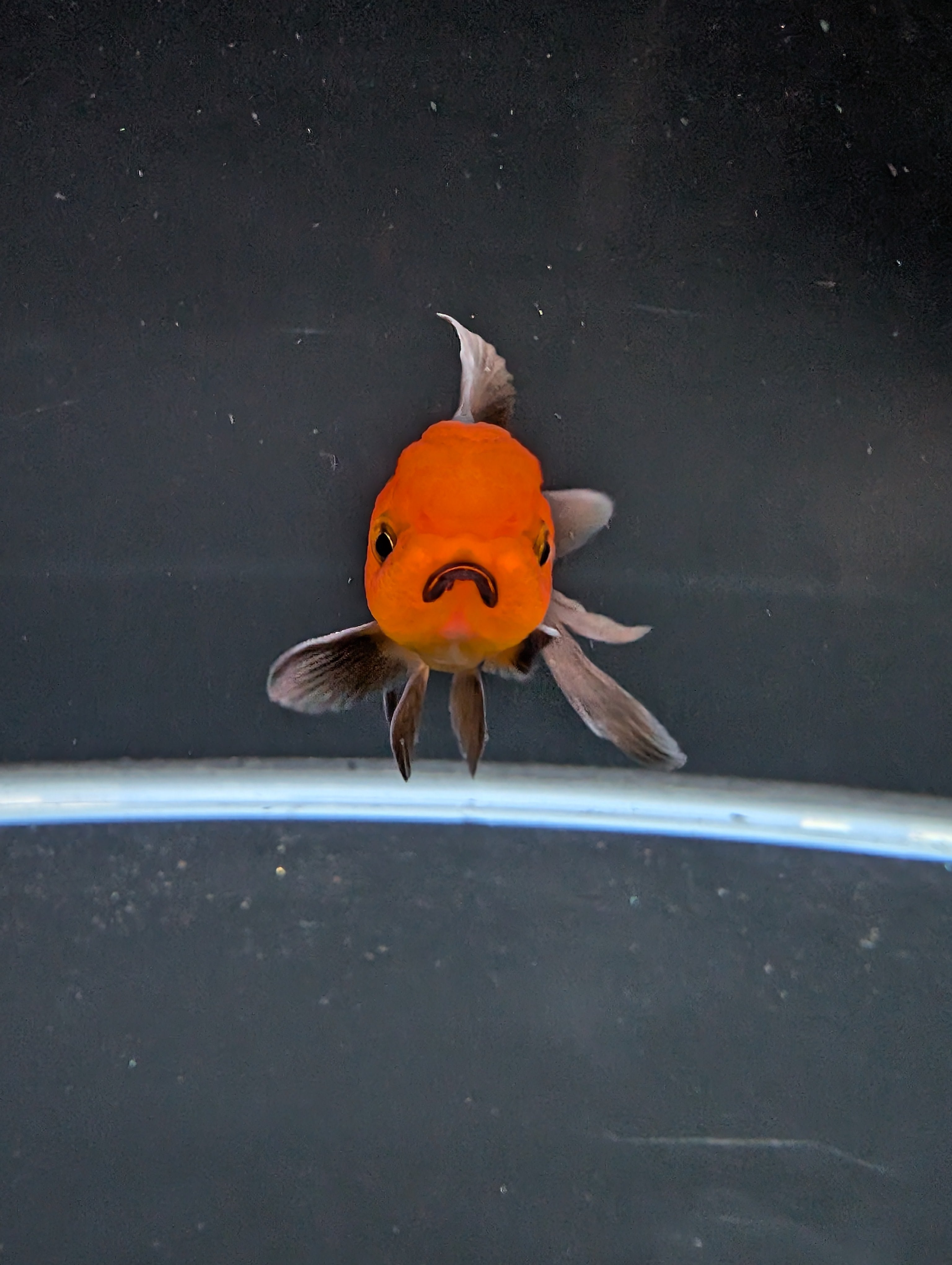 Juvenile Oranda Red Black 3"-3.5"in.  ID#522T1A-003 Please See Notes.