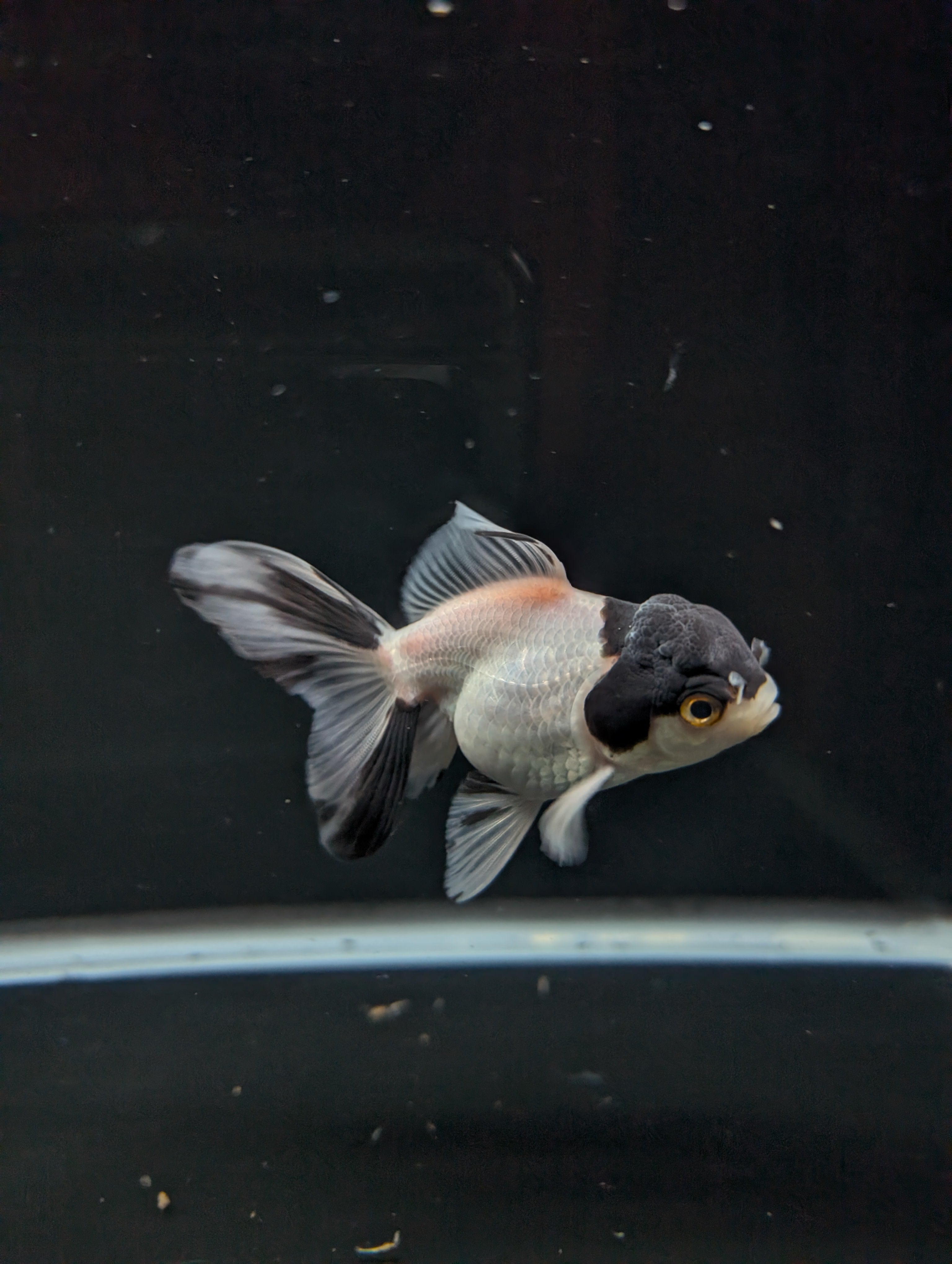 Juvenile Oranda Panda 3.5"-4" in.  ID#501T2A-012