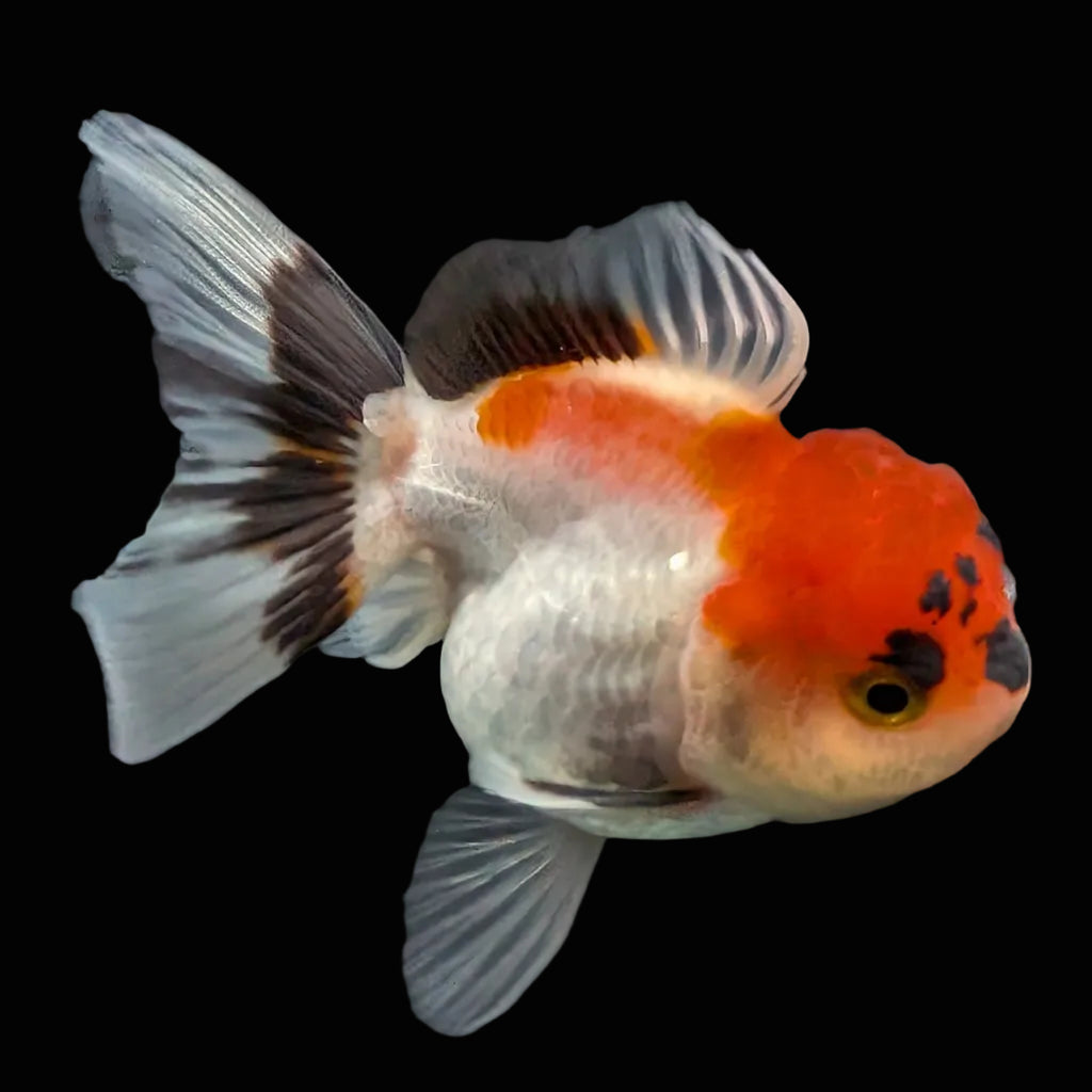 Juvenile Oranda Tricolor 3.5"-4" in.  ID#424T1A-007